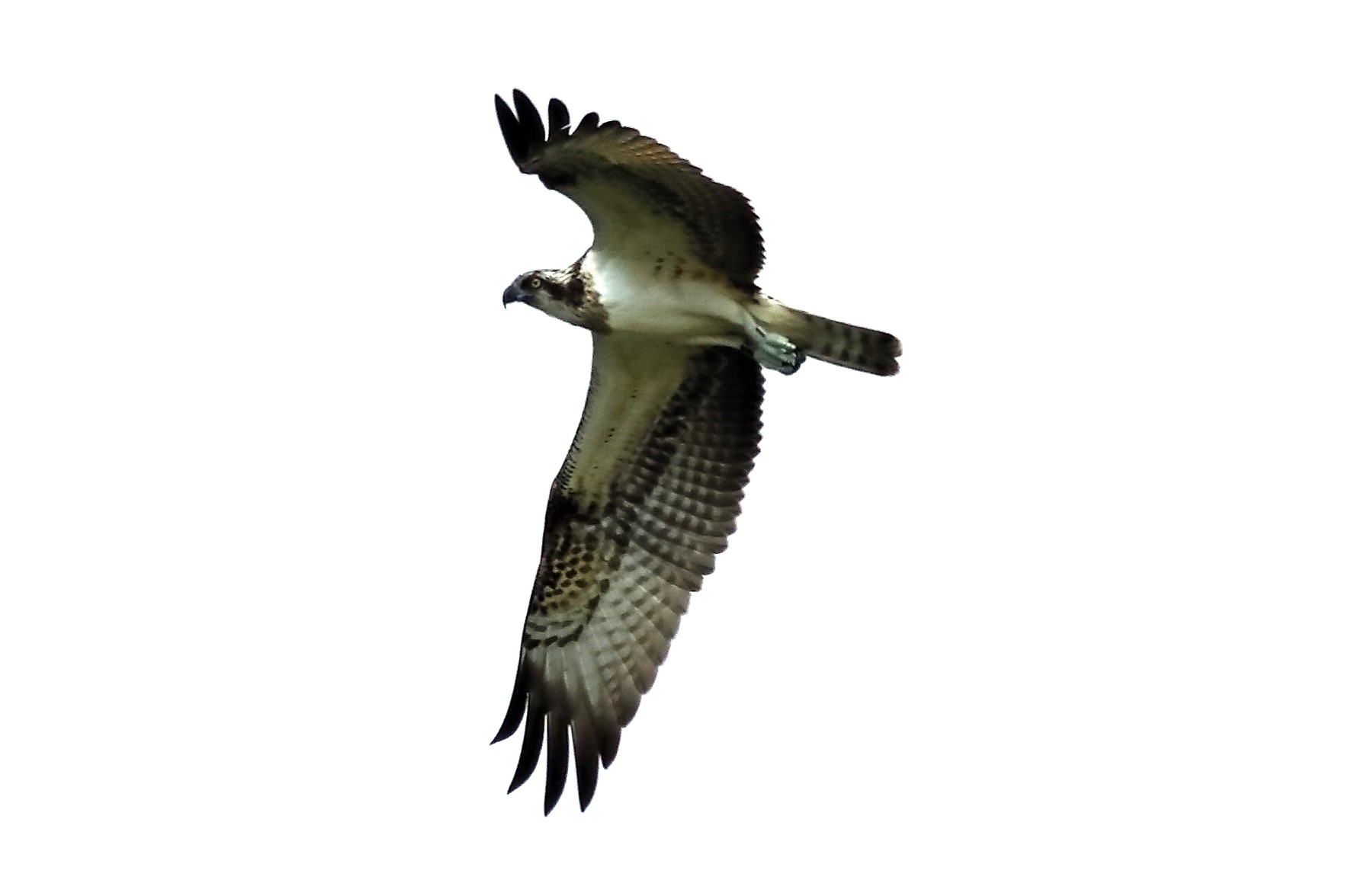 Osprey 04-09-2023