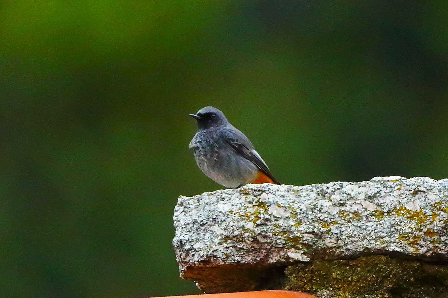 Redstart 01-11-2023
