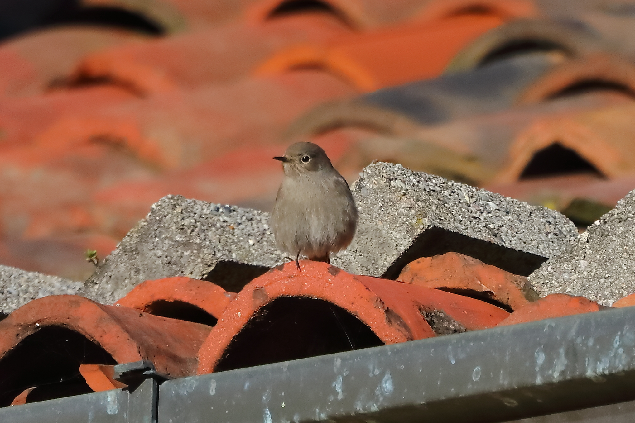 Redstart 01-12-2023