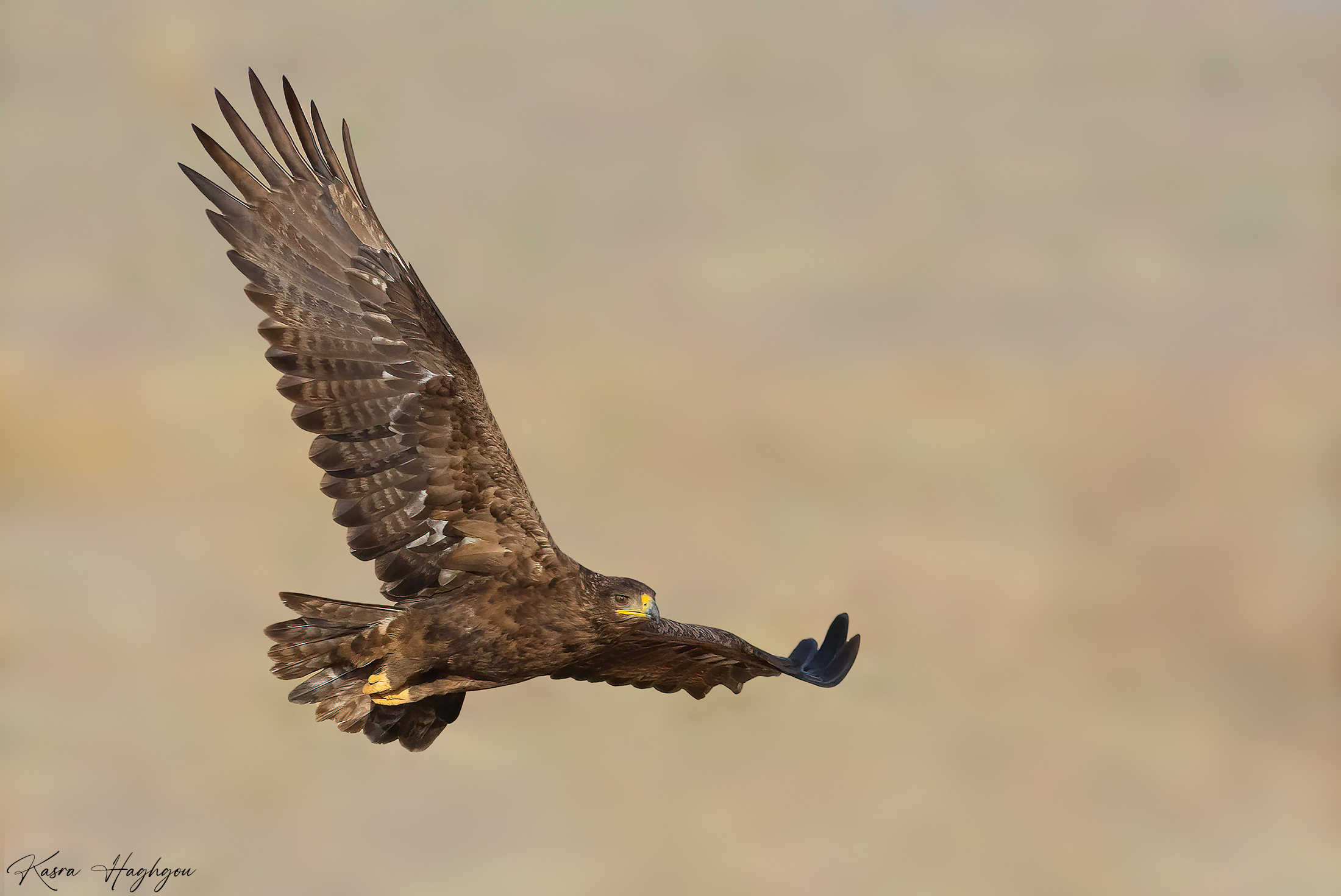 Aquila delle steppe