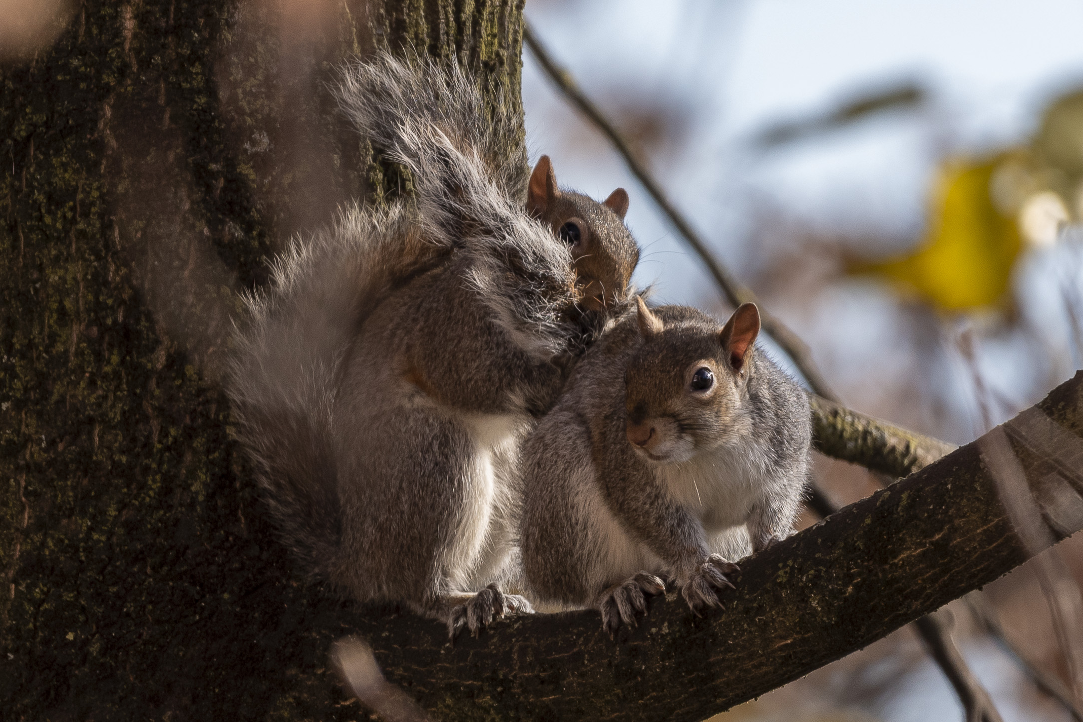 Approach (Grey Squirrel)