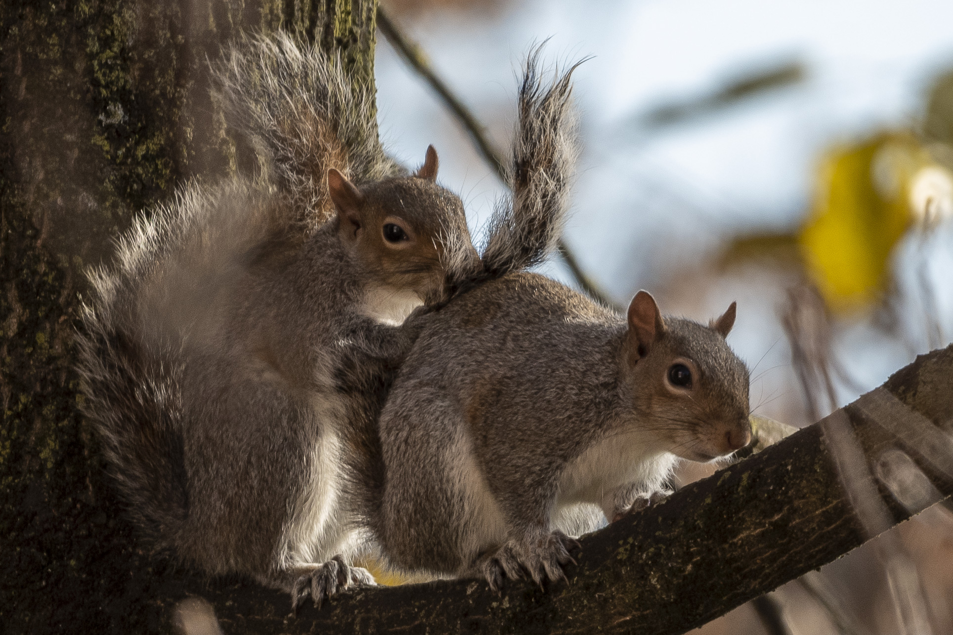 Approach 2 (Grey Squirrel)