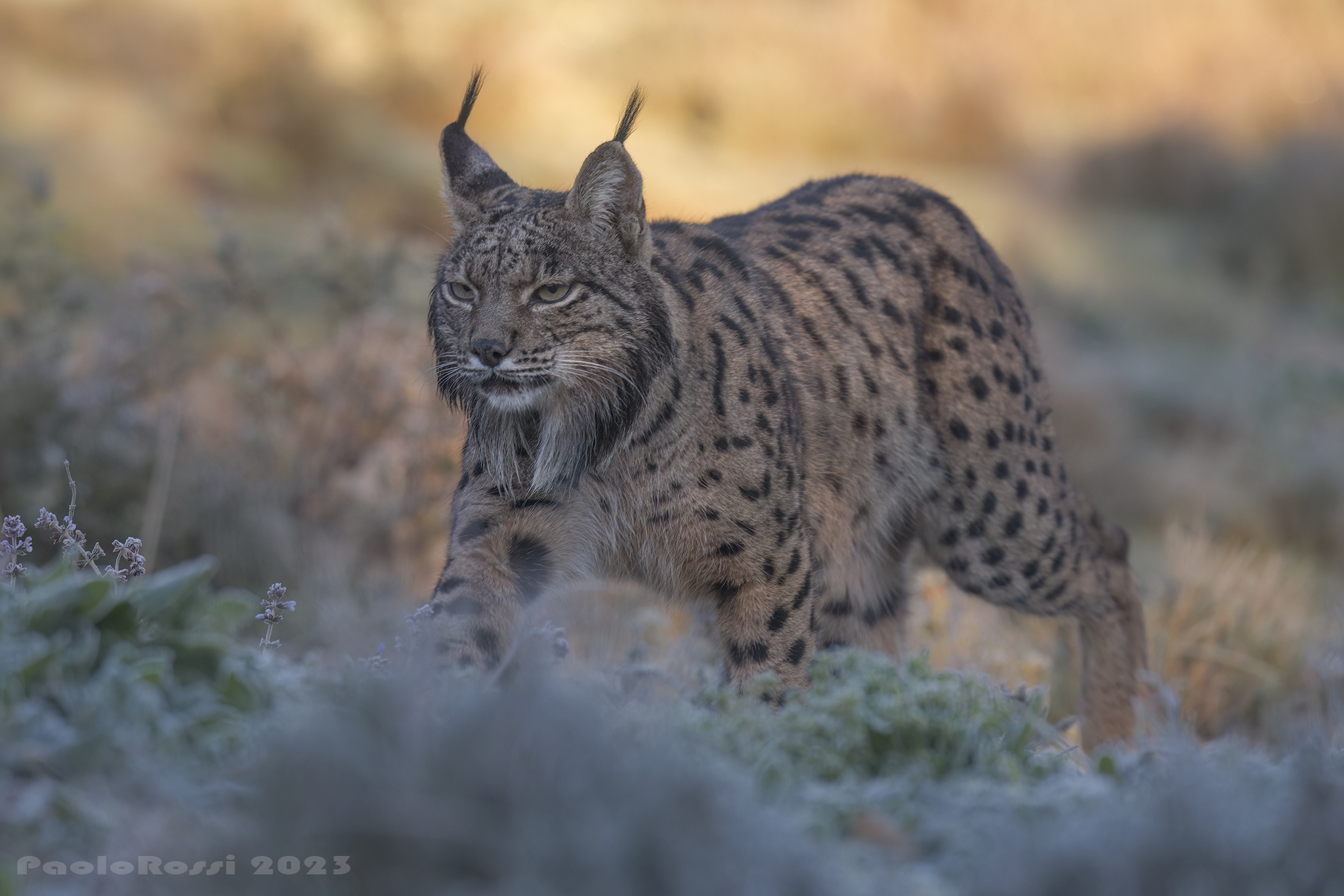 Lince Pardina