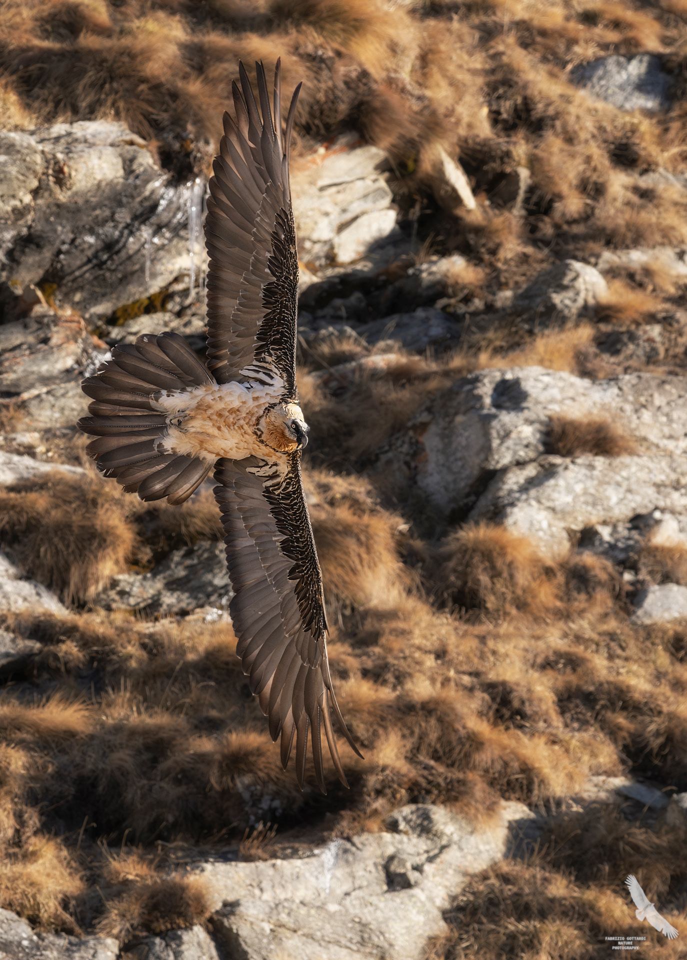 Adult Bearded Vulture in turn