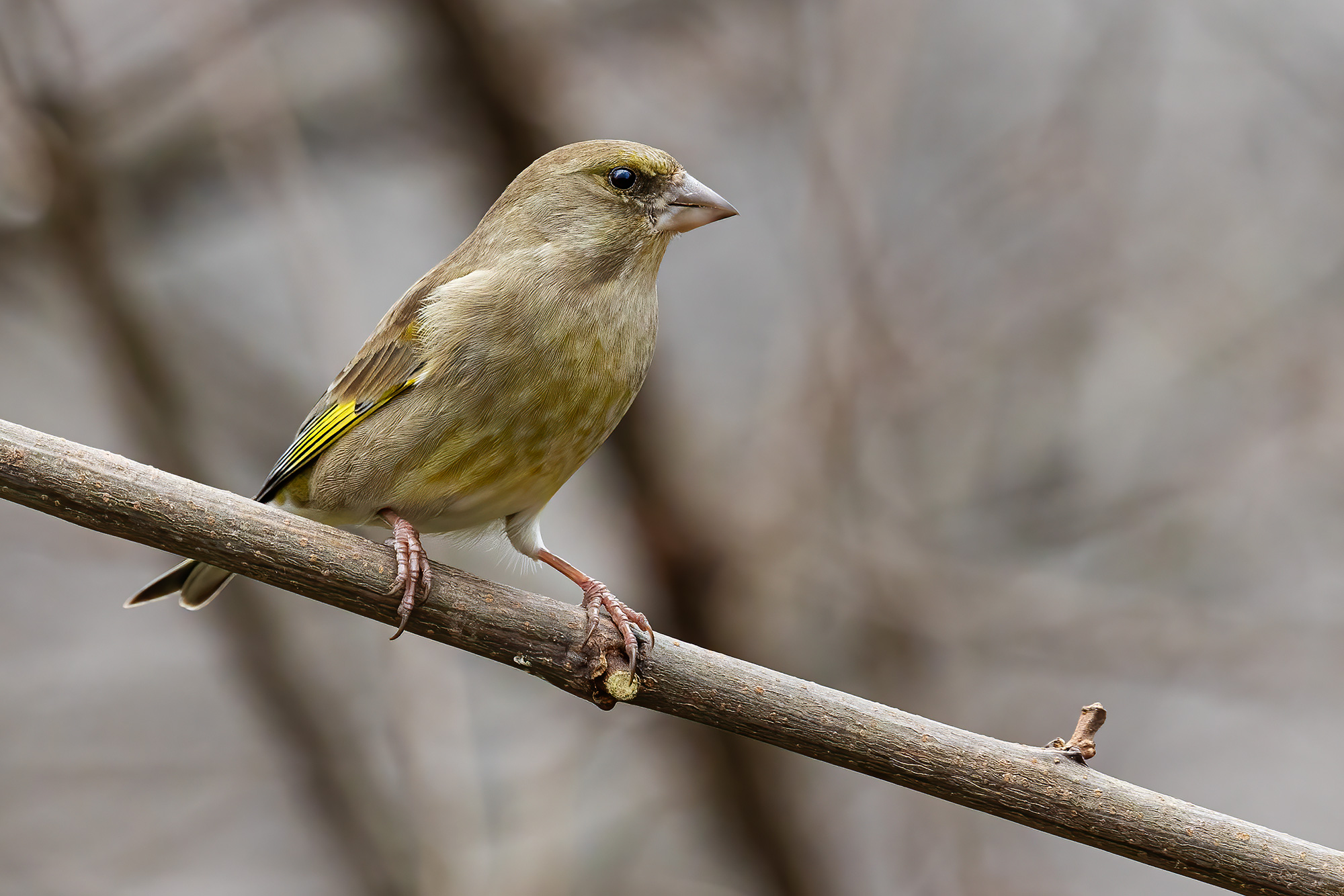 Greenfinch
