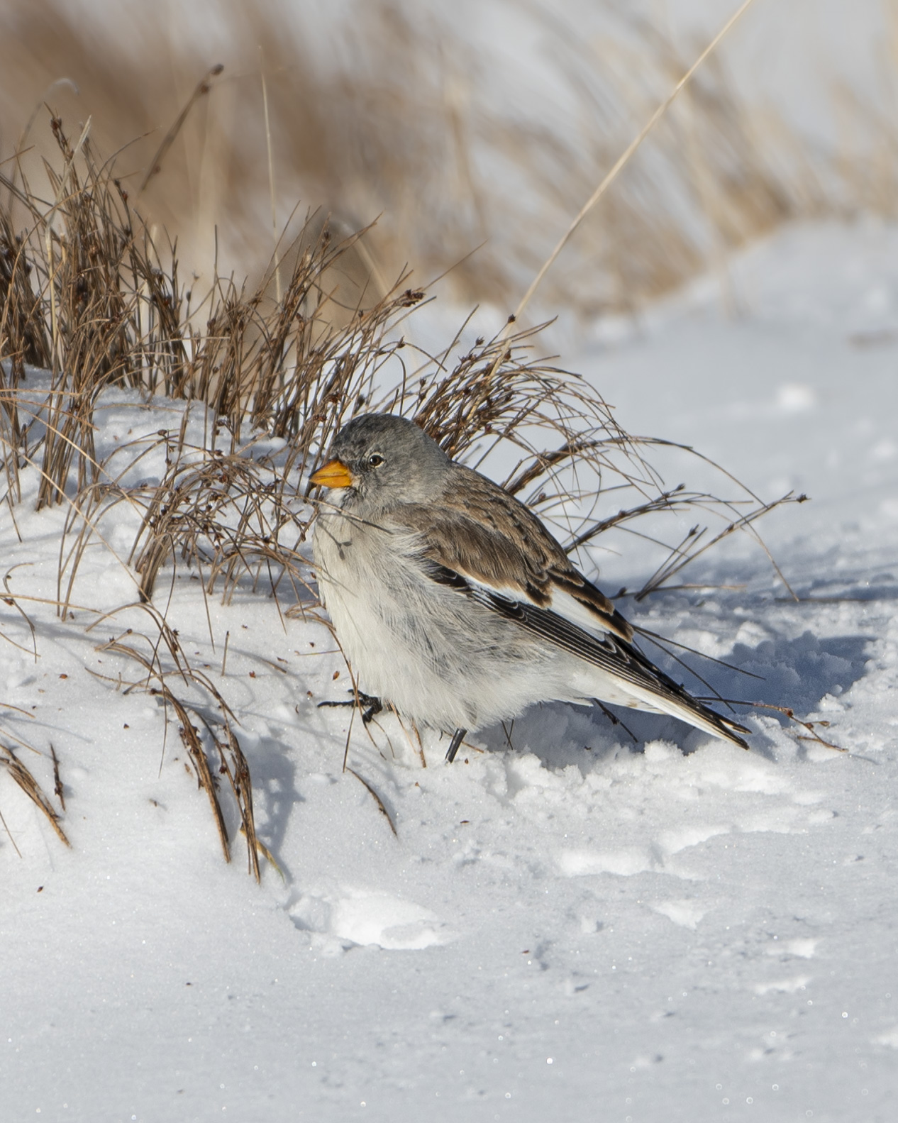 Alpine finch