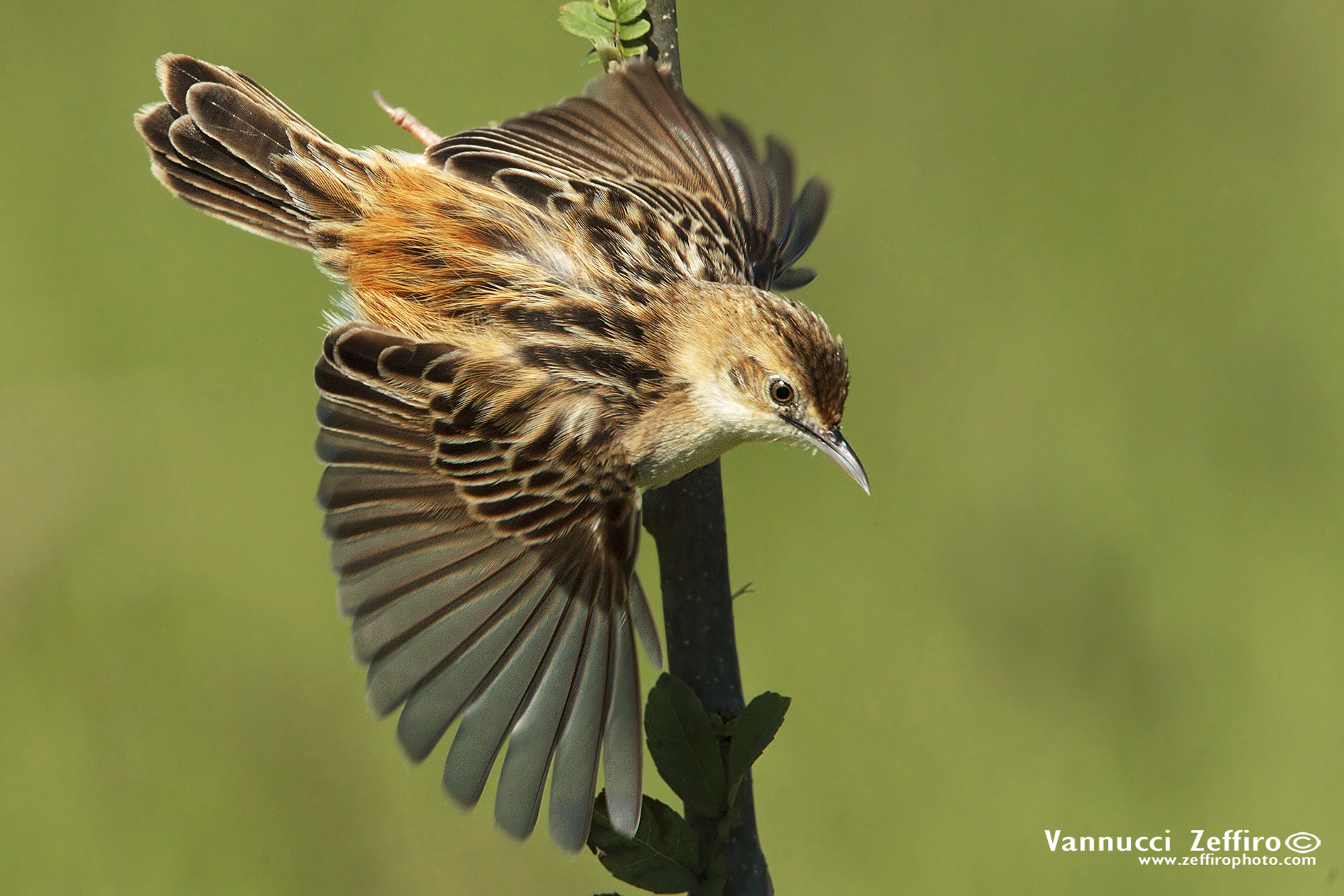 Lo stacco del Beccamoschino