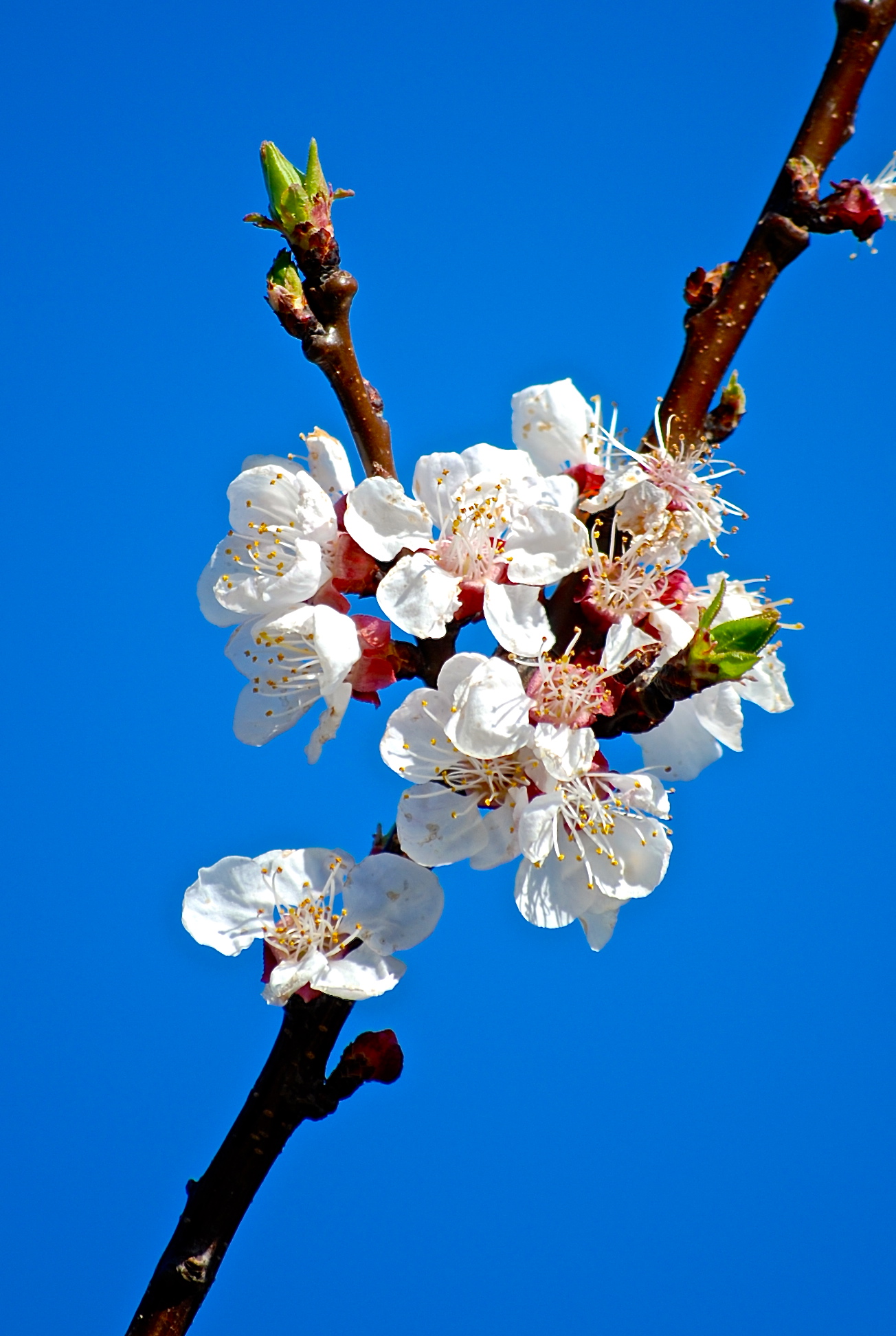 ramo fiorito di primavera!