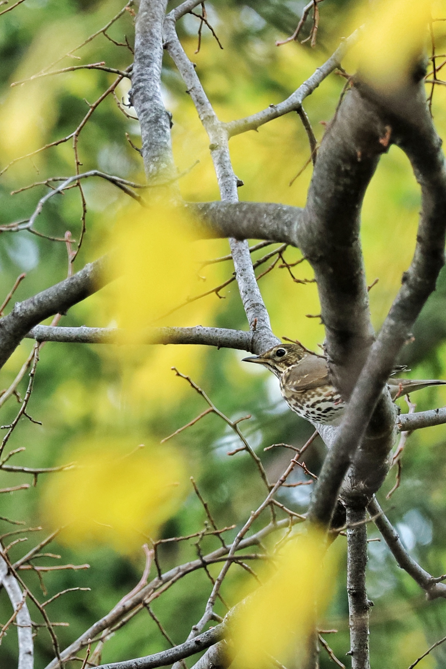 Turdus philomelos