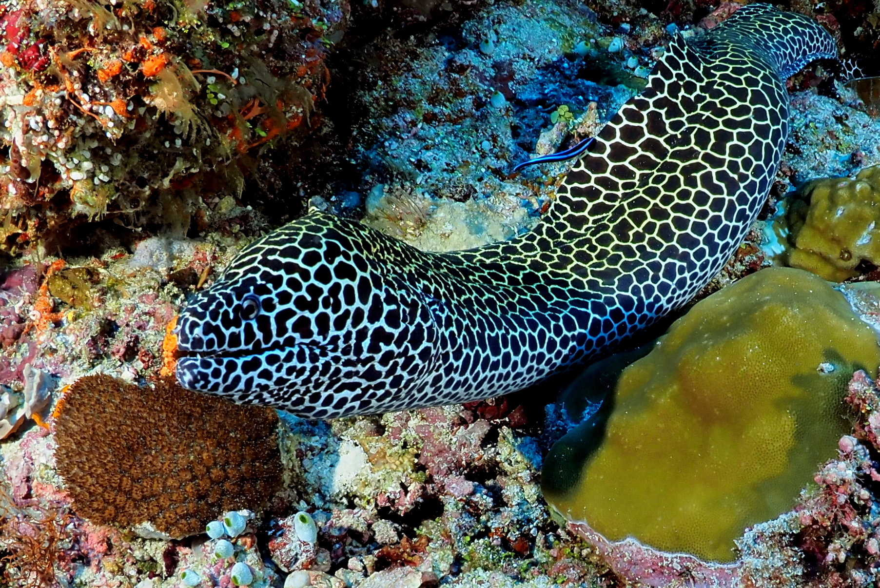 moray eel