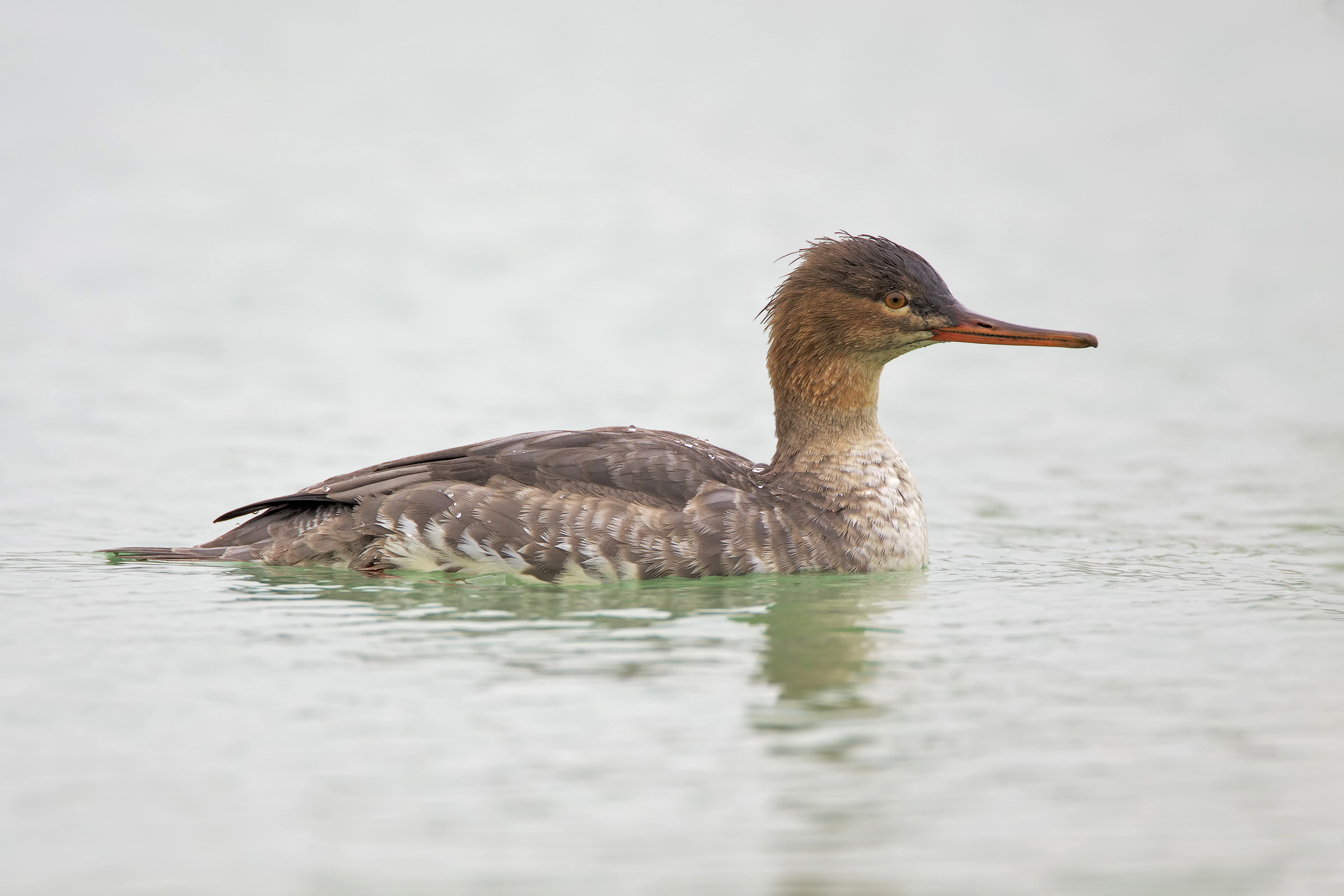 Red-breasted merganser