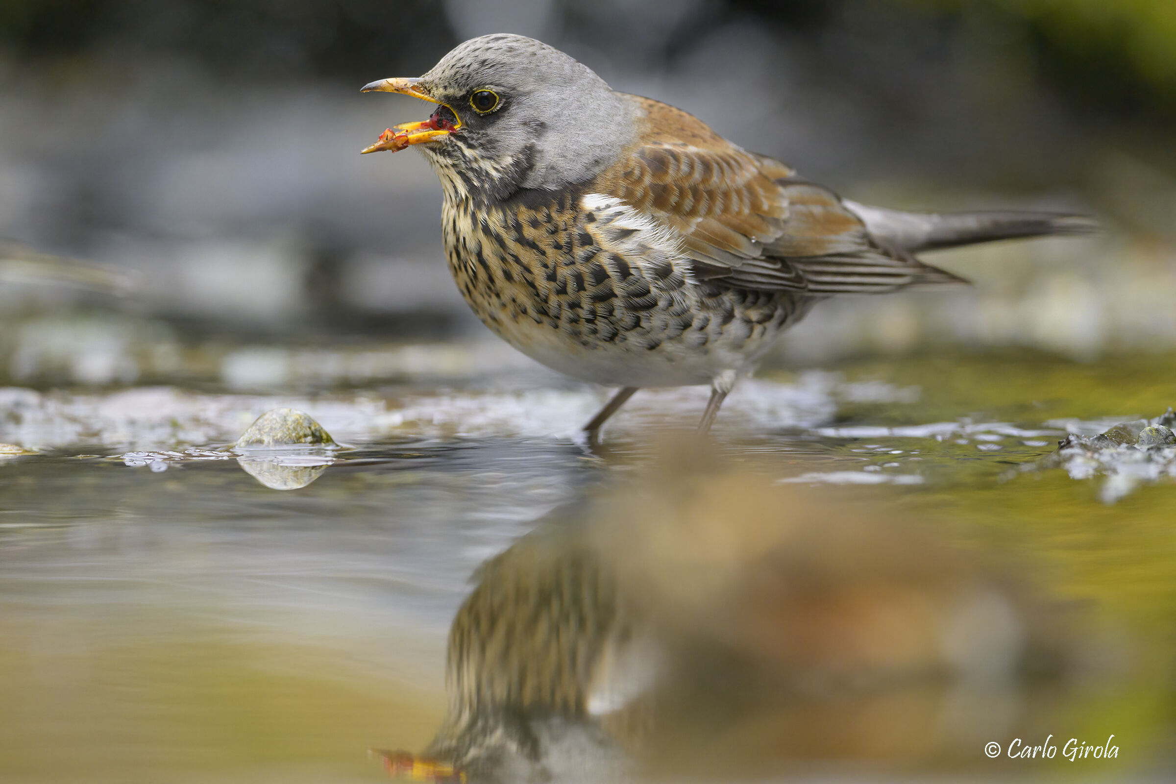 Cesena (Turdus pilaris) greedy