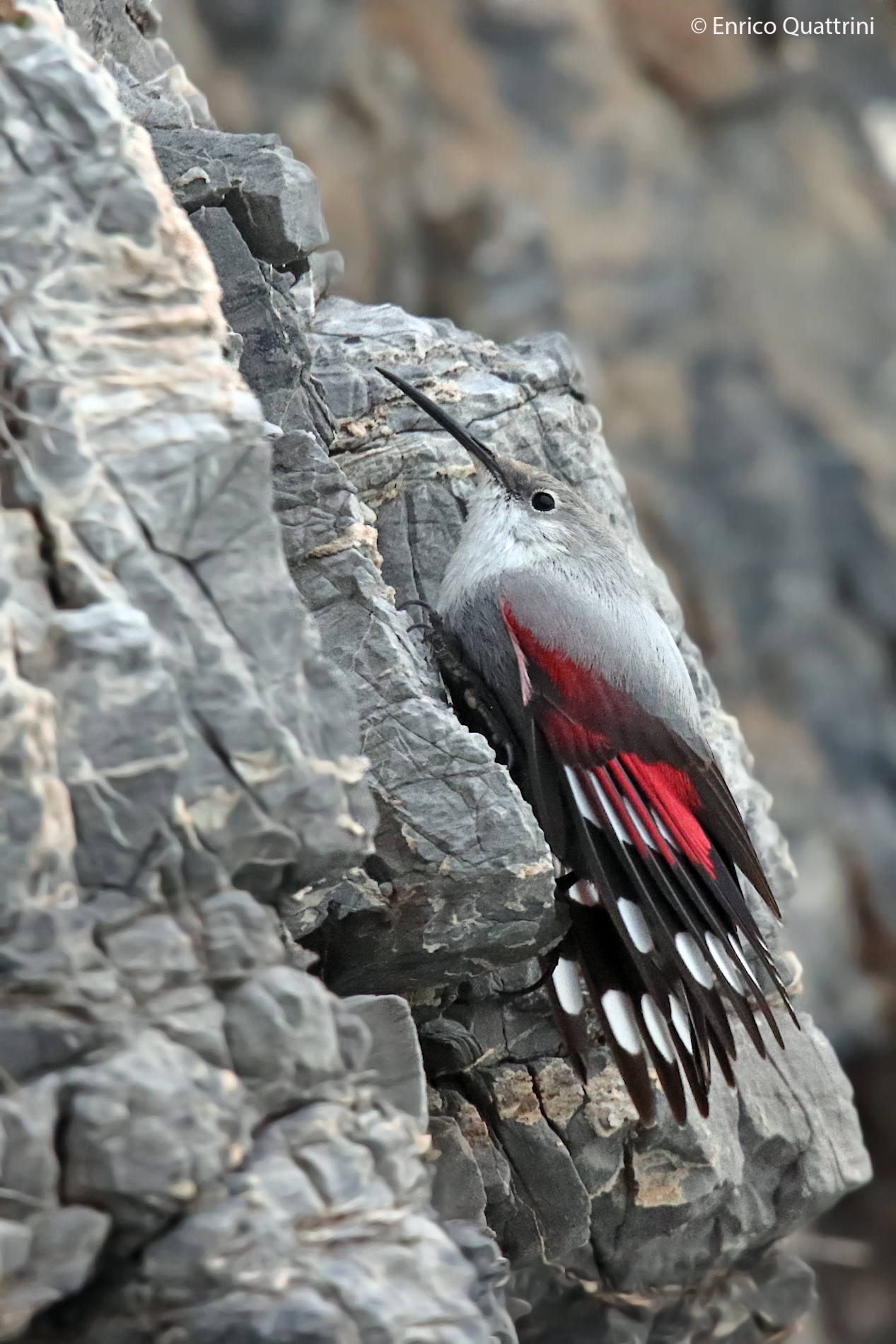 Wallcreeper