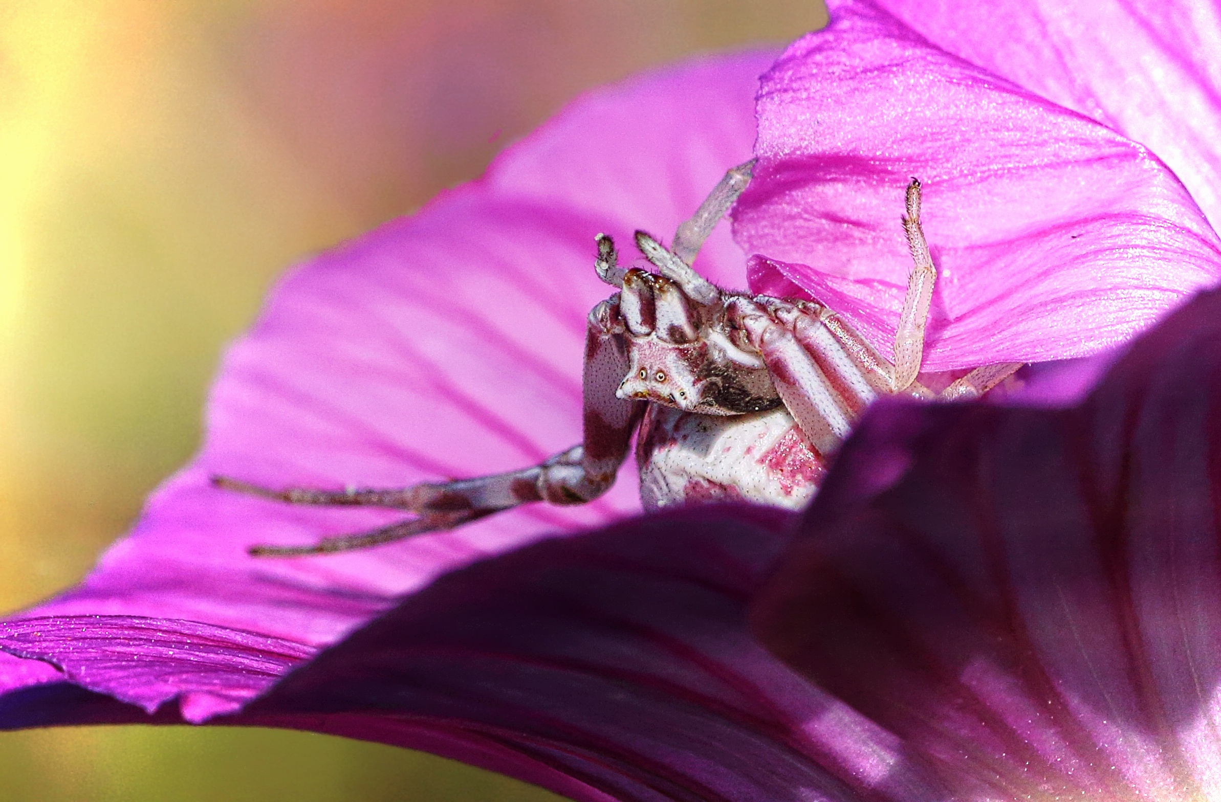 Il ragno in mimetica