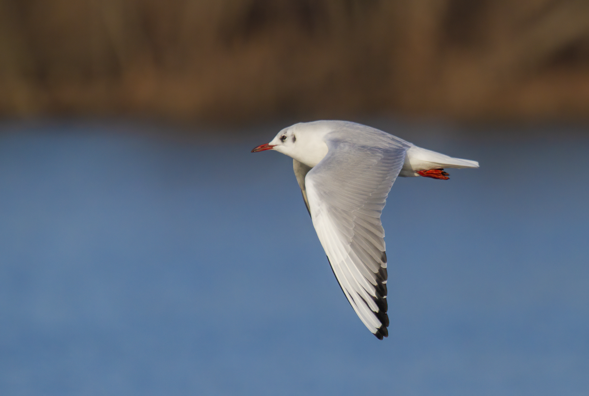 Blackgull
