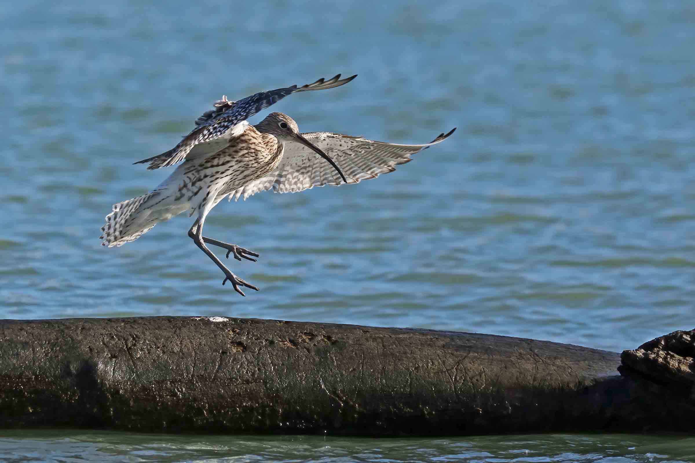 The arrival of curlews and the new year