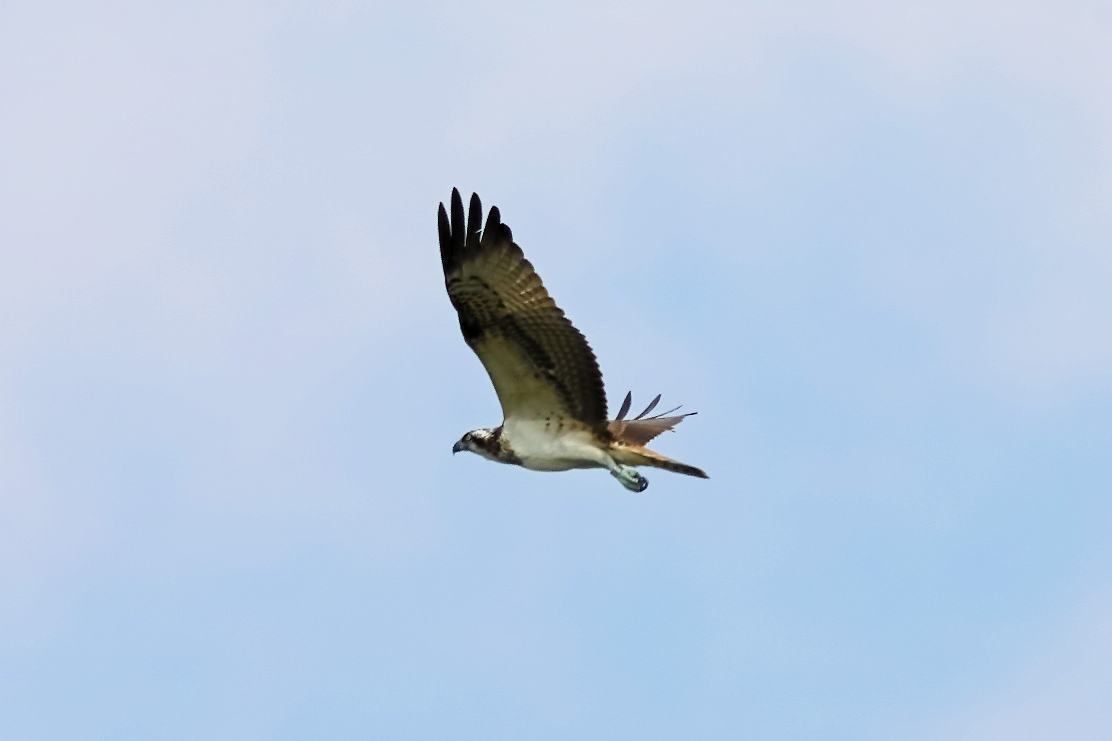 Osprey 04-09-2023