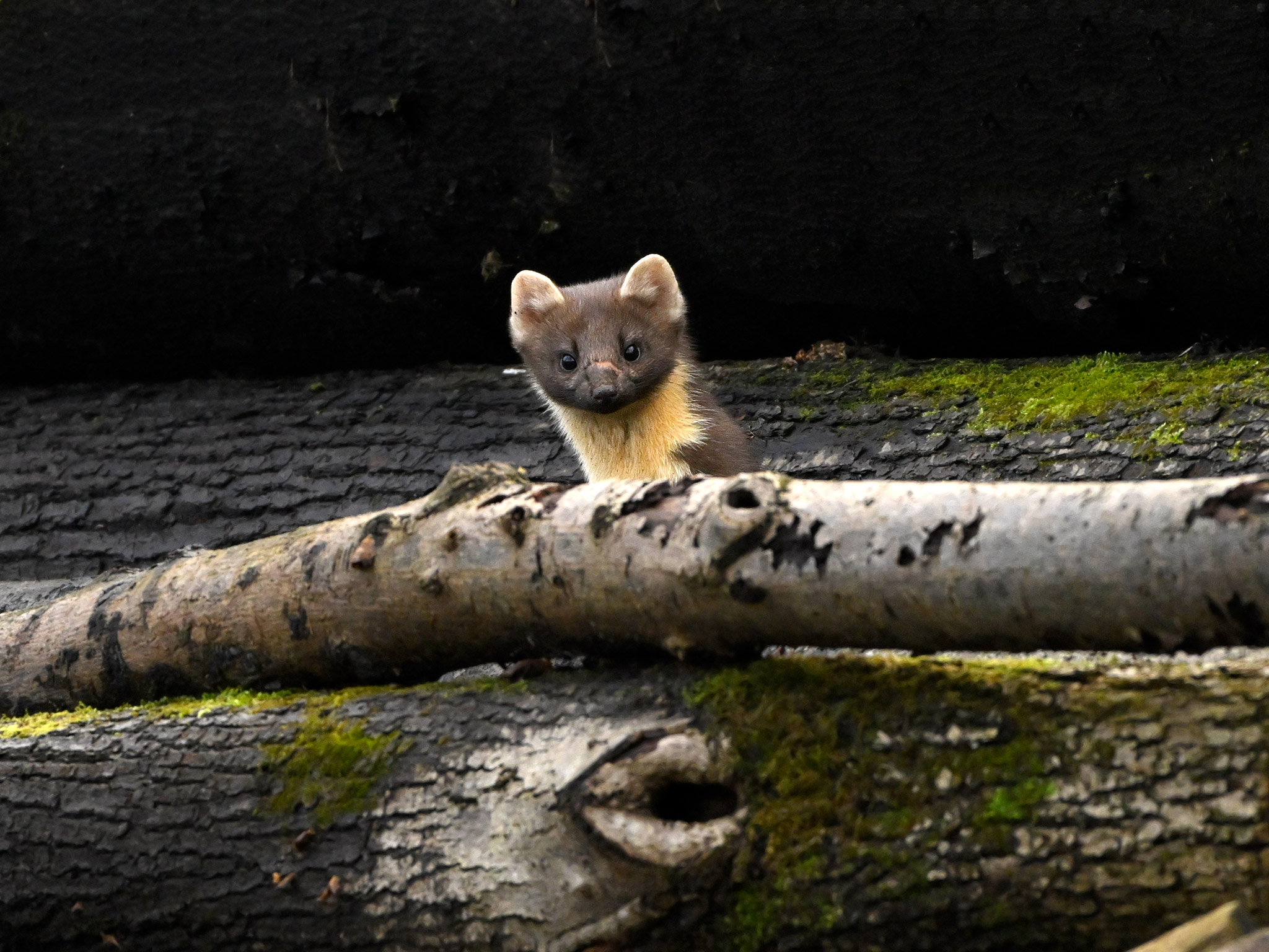 Pino Martin, Martes martes