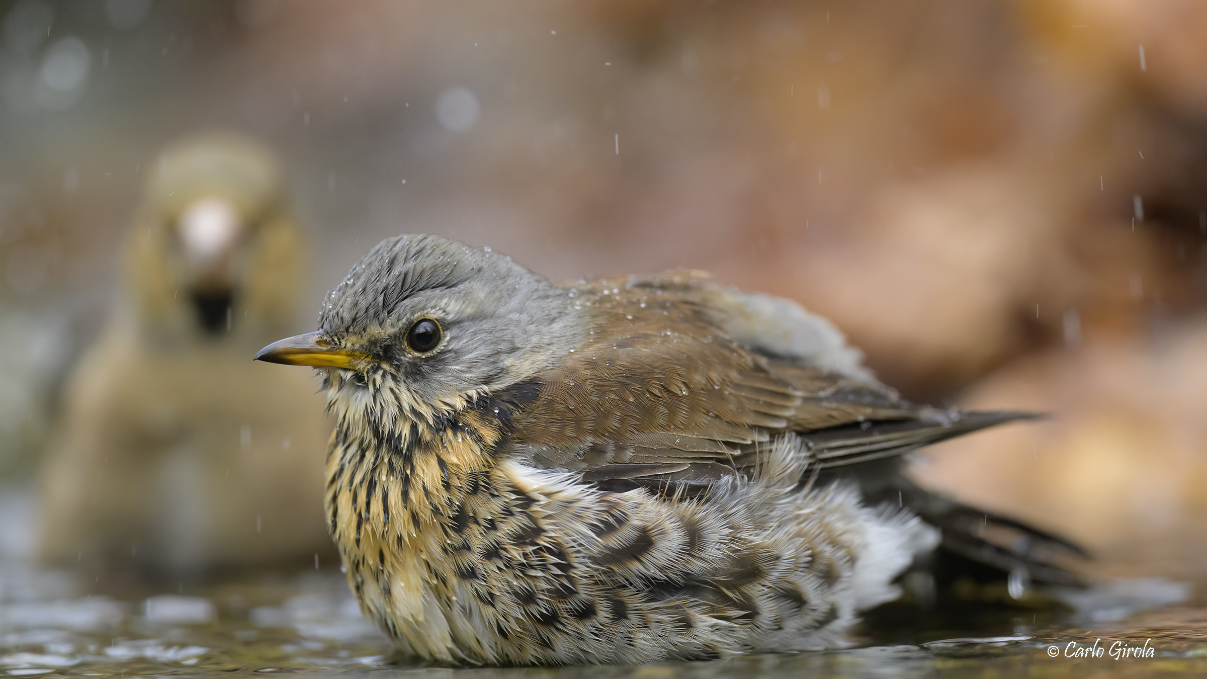 Cesena (Turdus pilaris)
