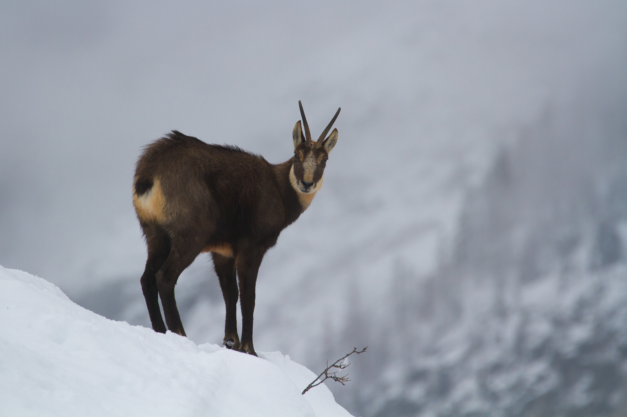 Camoscio nella nebbia