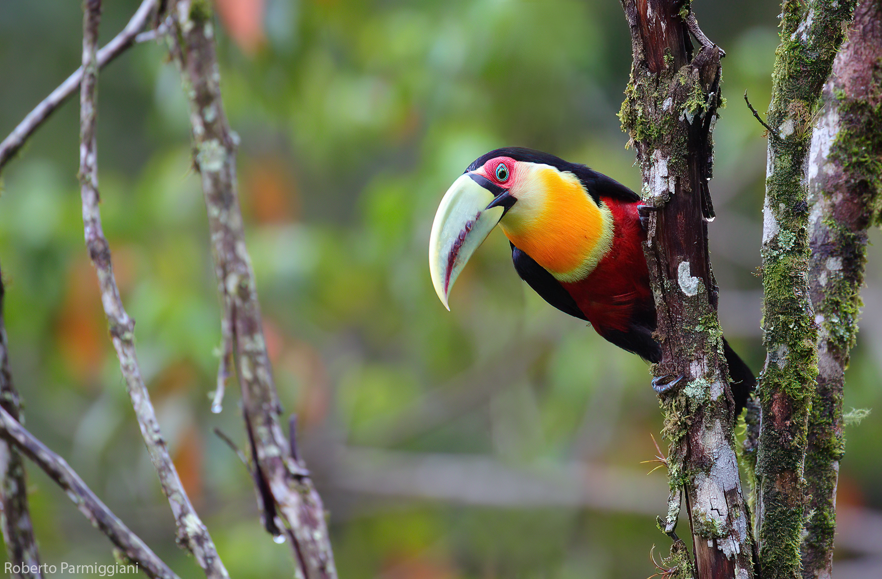 Green-billed toucan