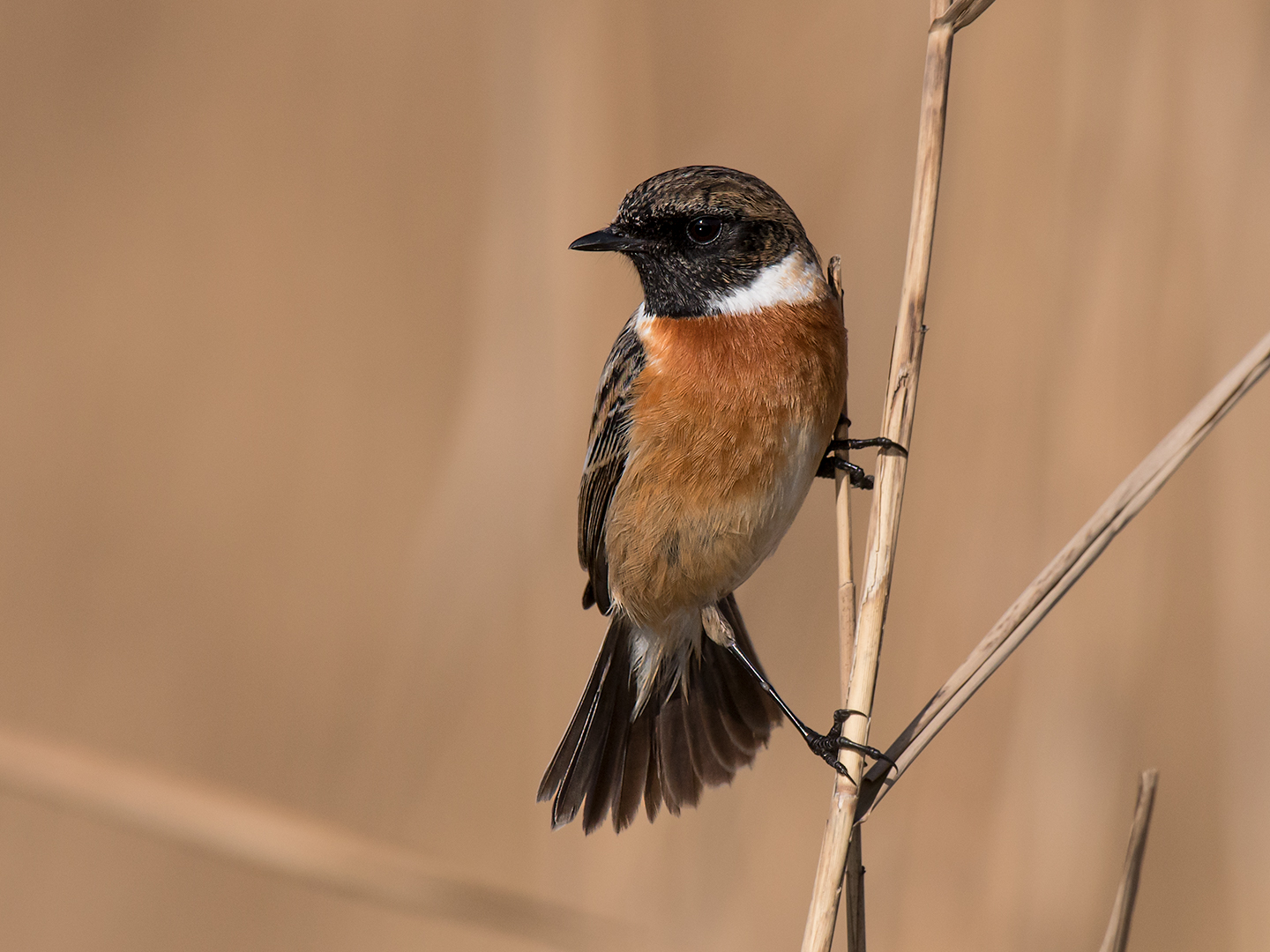 Saltimpalo (maschio)