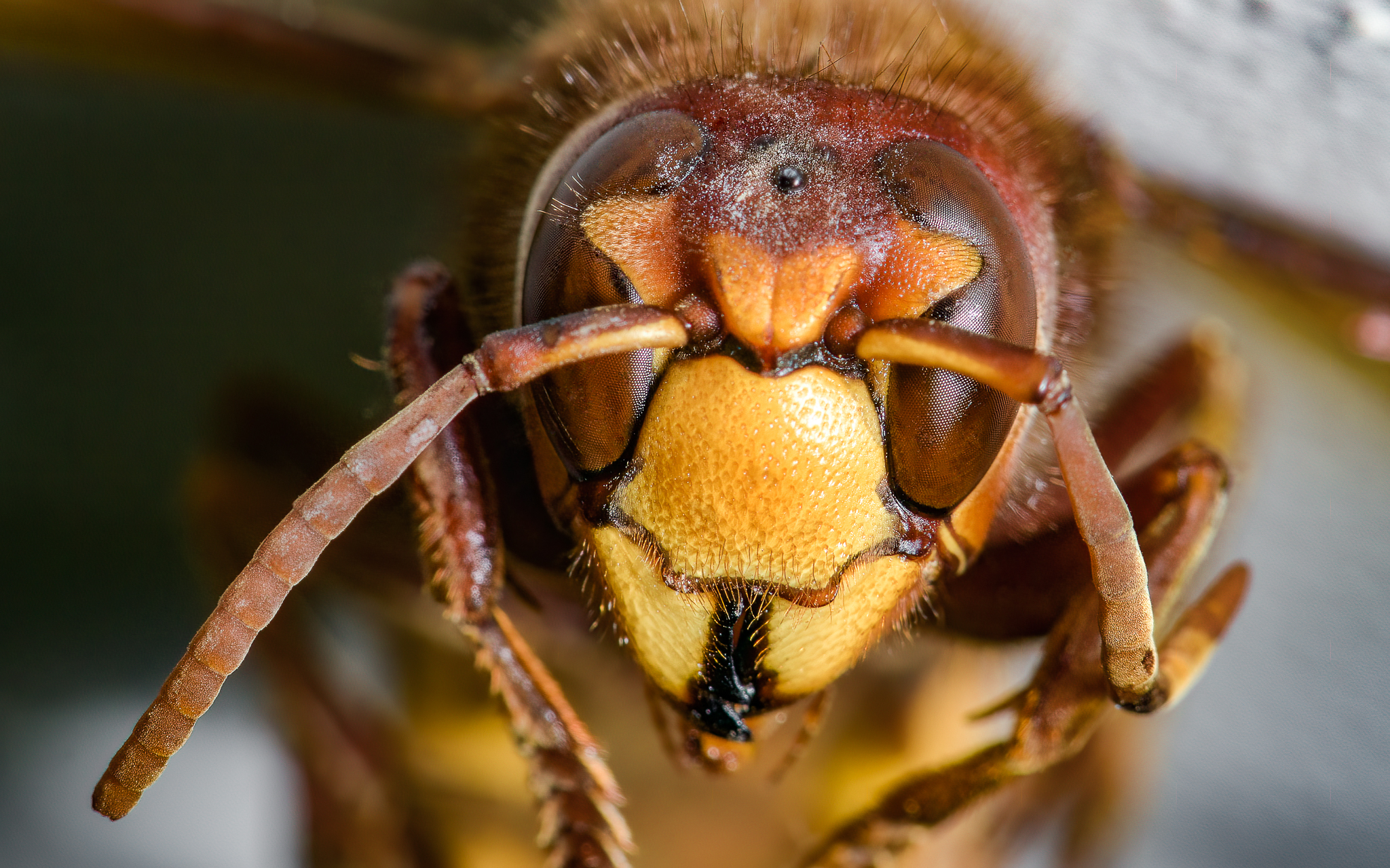 Bee Test