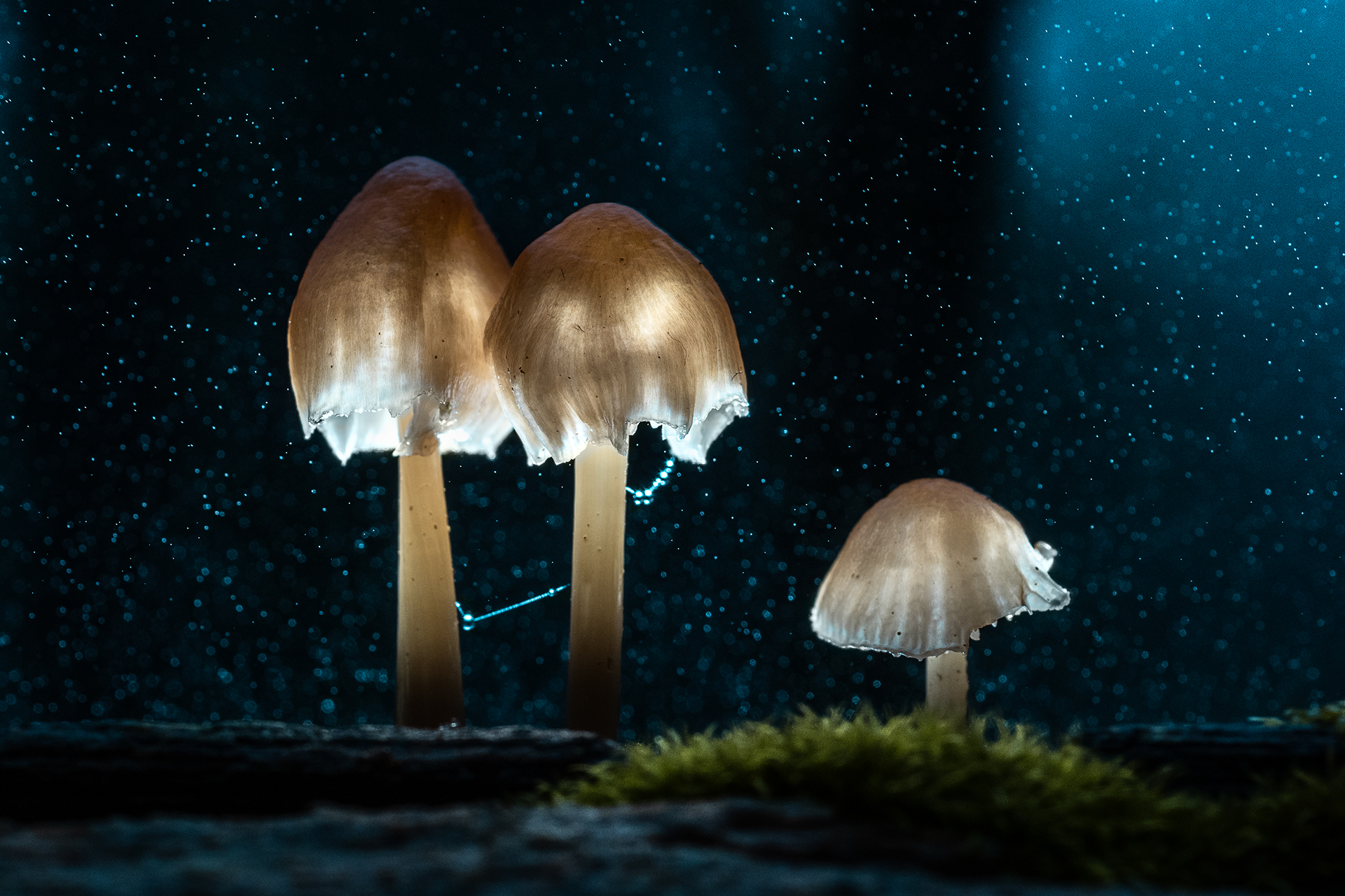 Magic Mushrooms