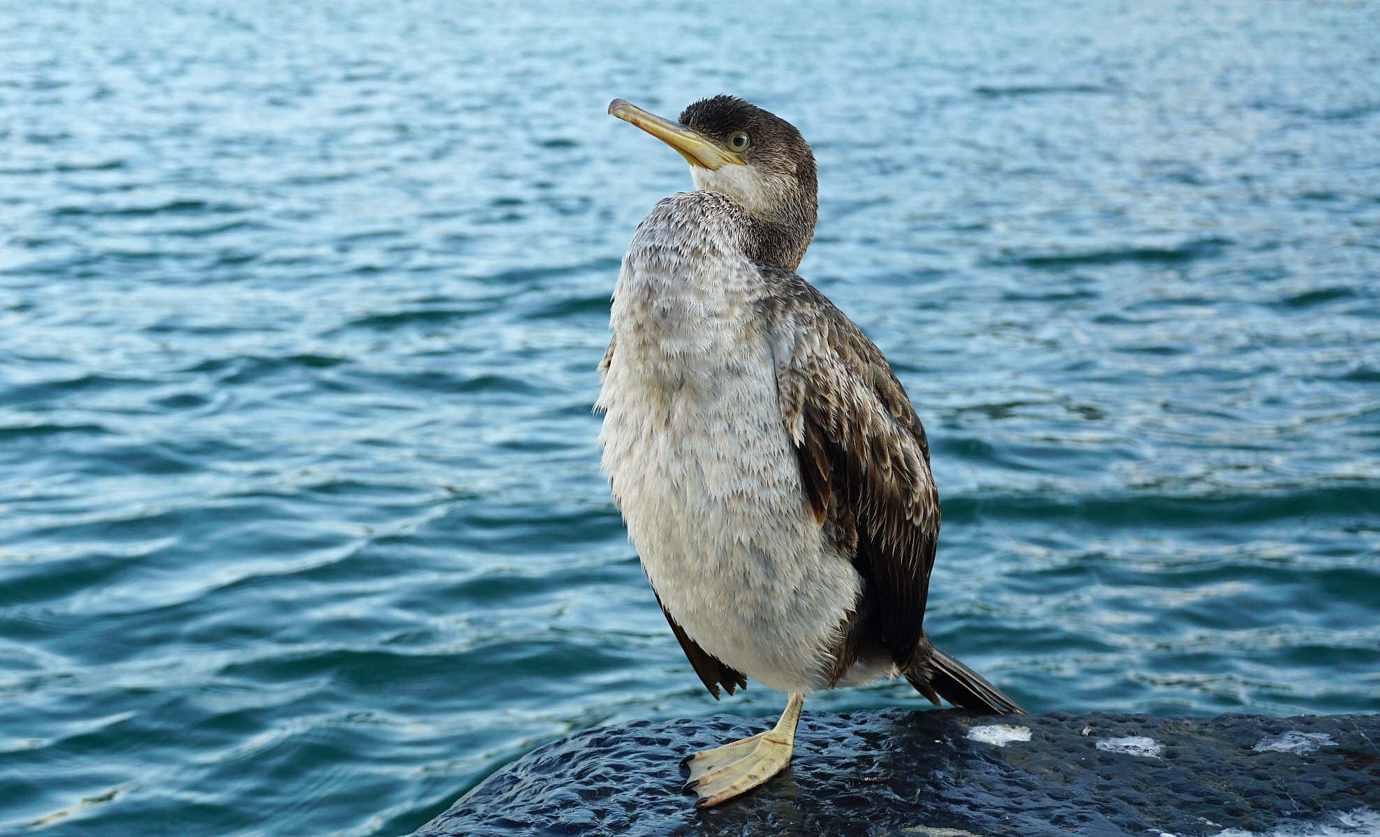 Palmiro che fa l'equilibrista!
