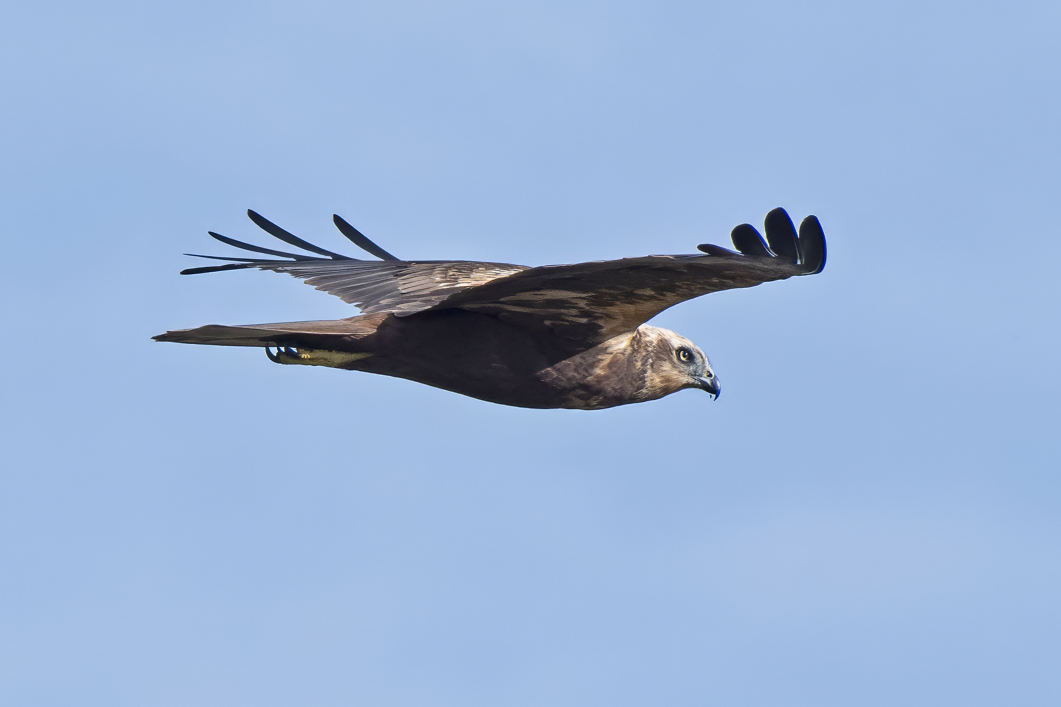 The Falcon is on the hunt