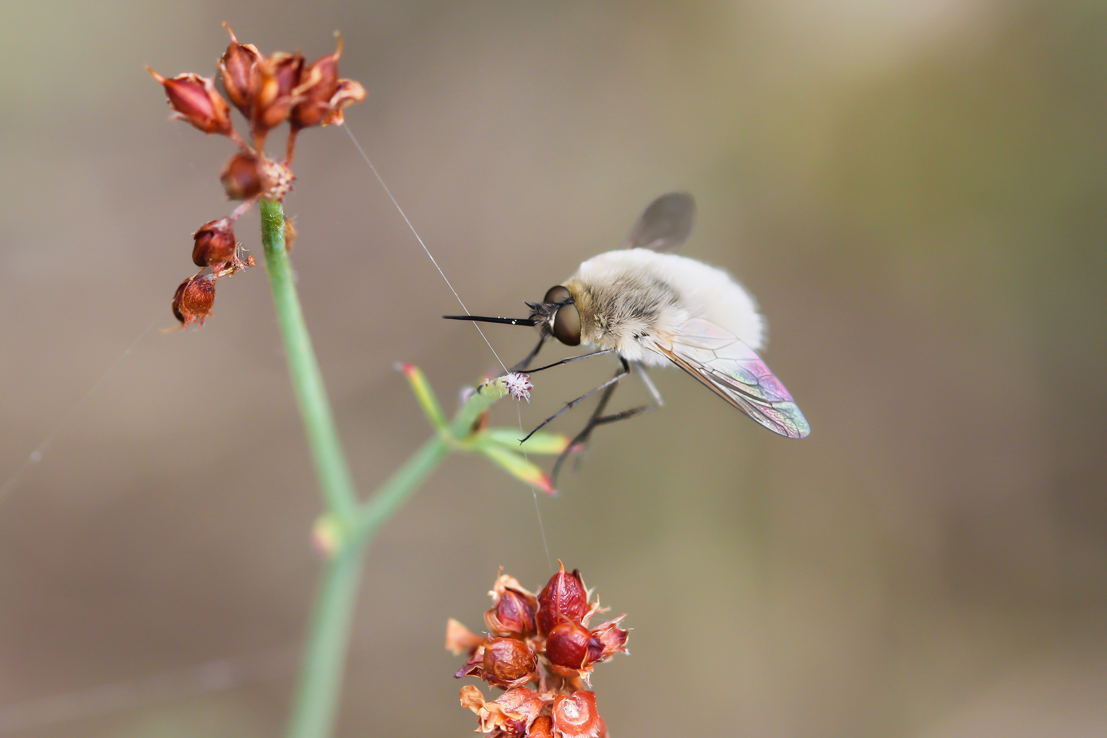 My first Macros: Bombylius sp.