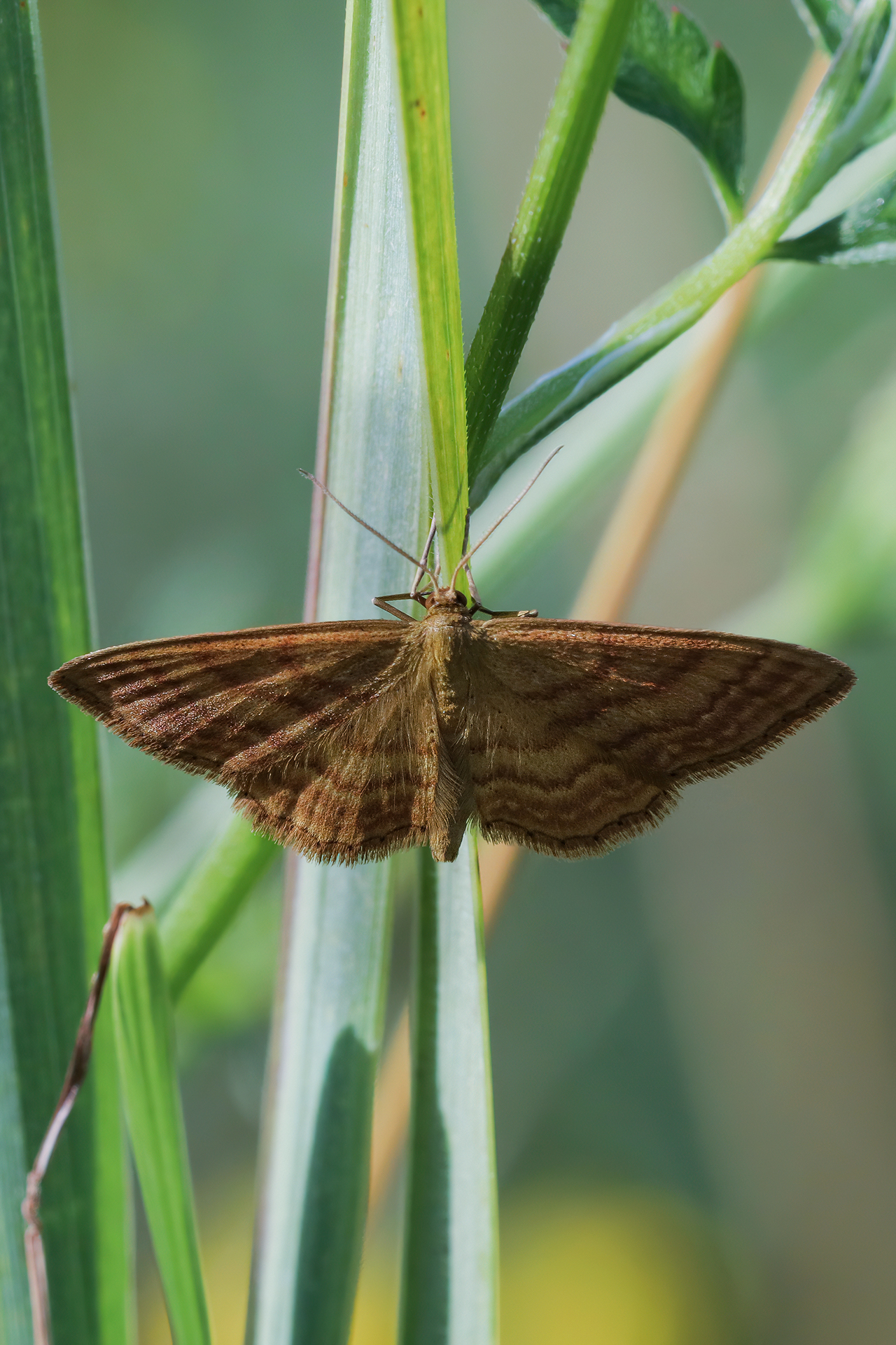 Idaea sp. z o.o.