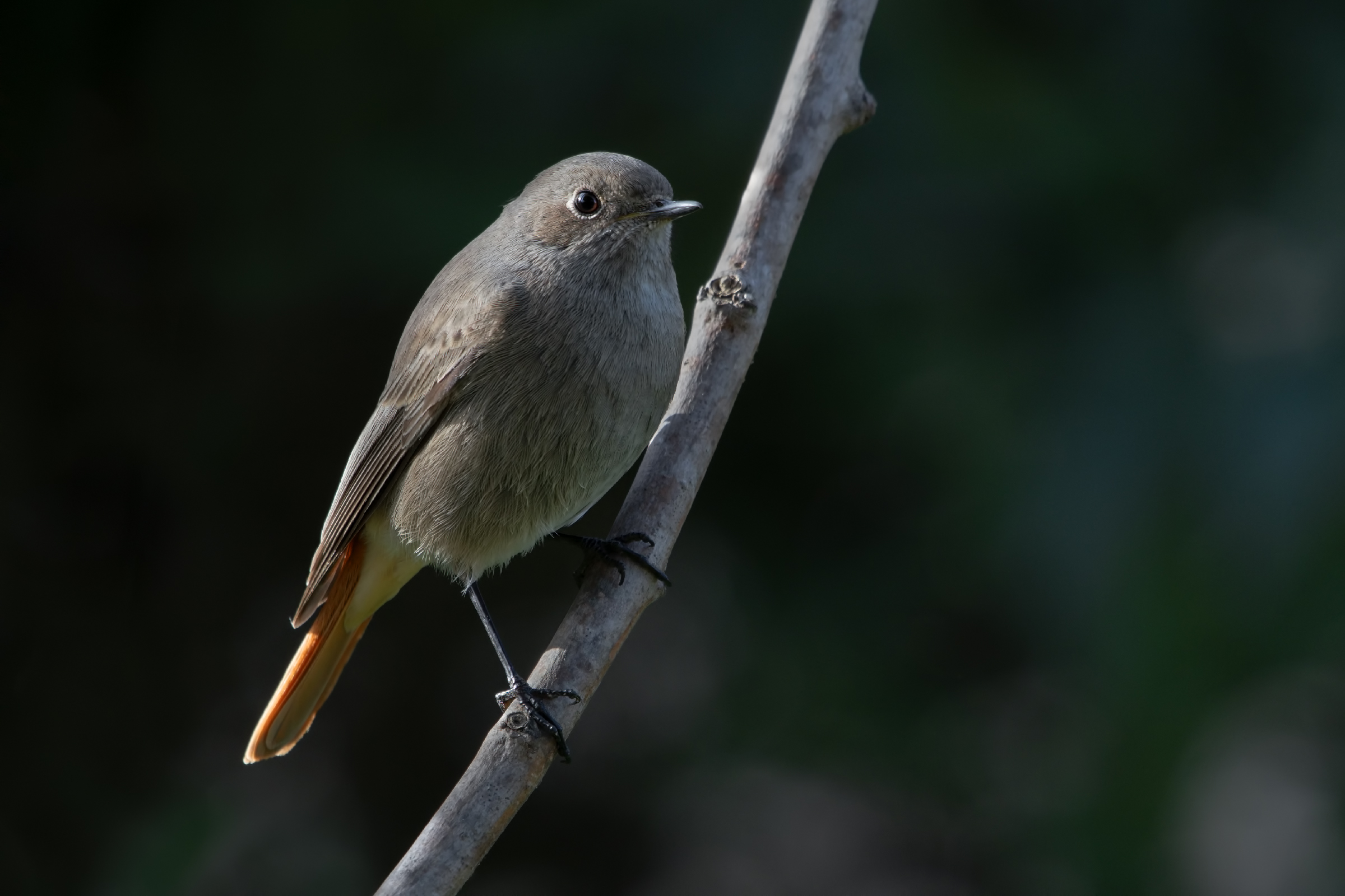 Black redstart