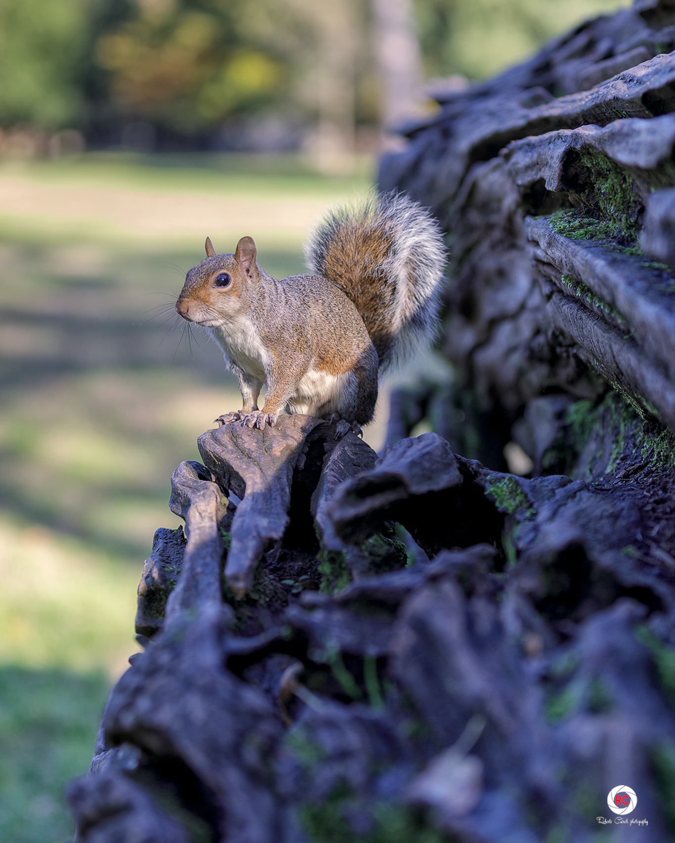 The squirrel