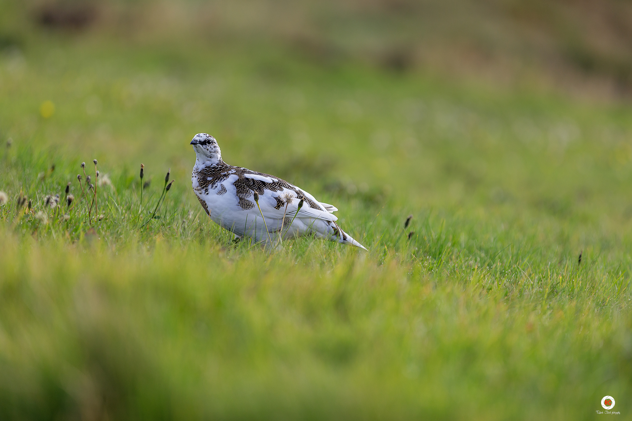 Ptarmigan