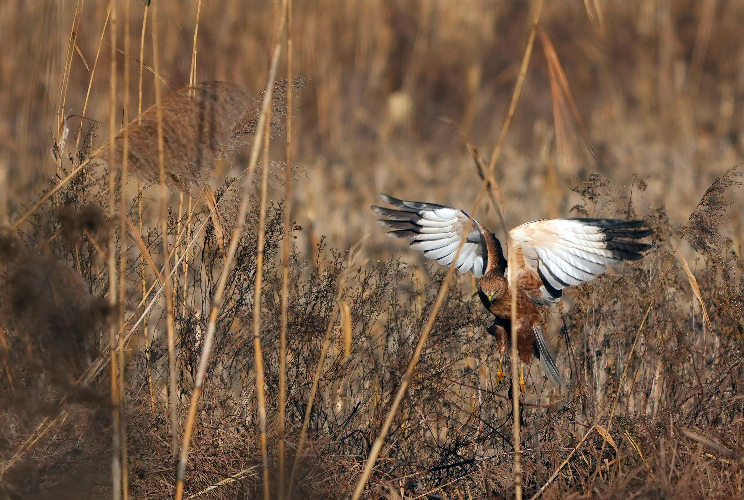 Caccia aperta.....tra le canne