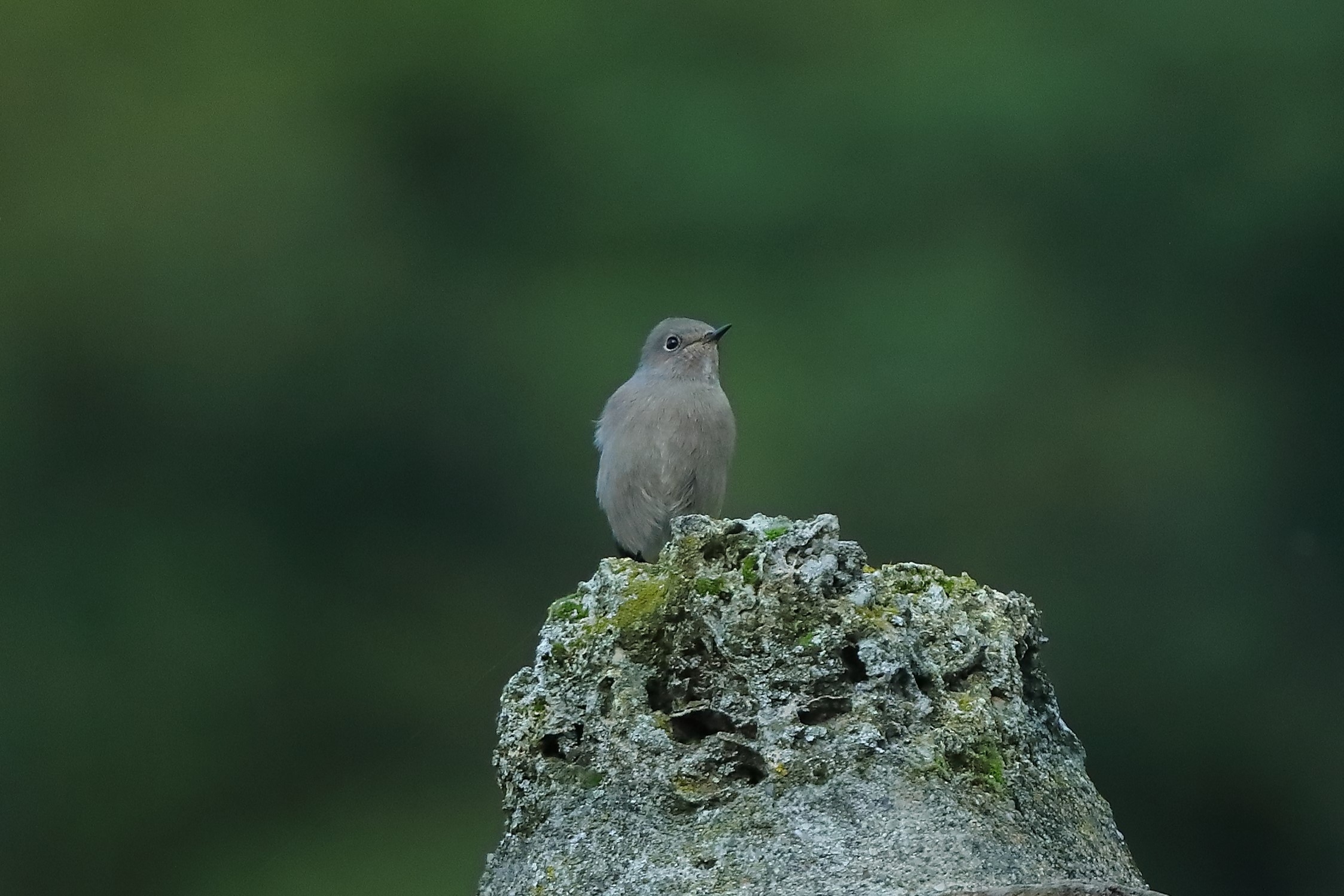Redstart F 25-10-2023