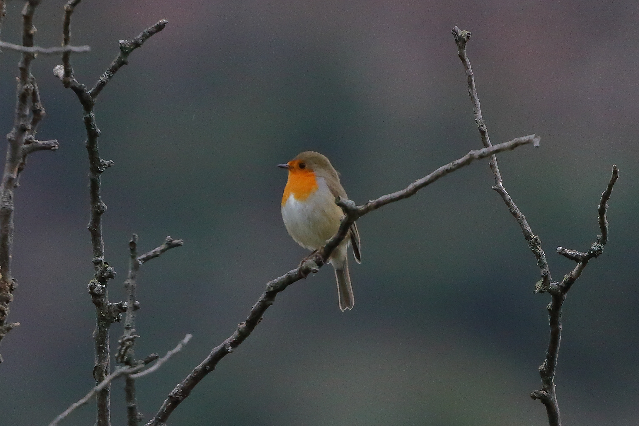 Robin 01-11-2023