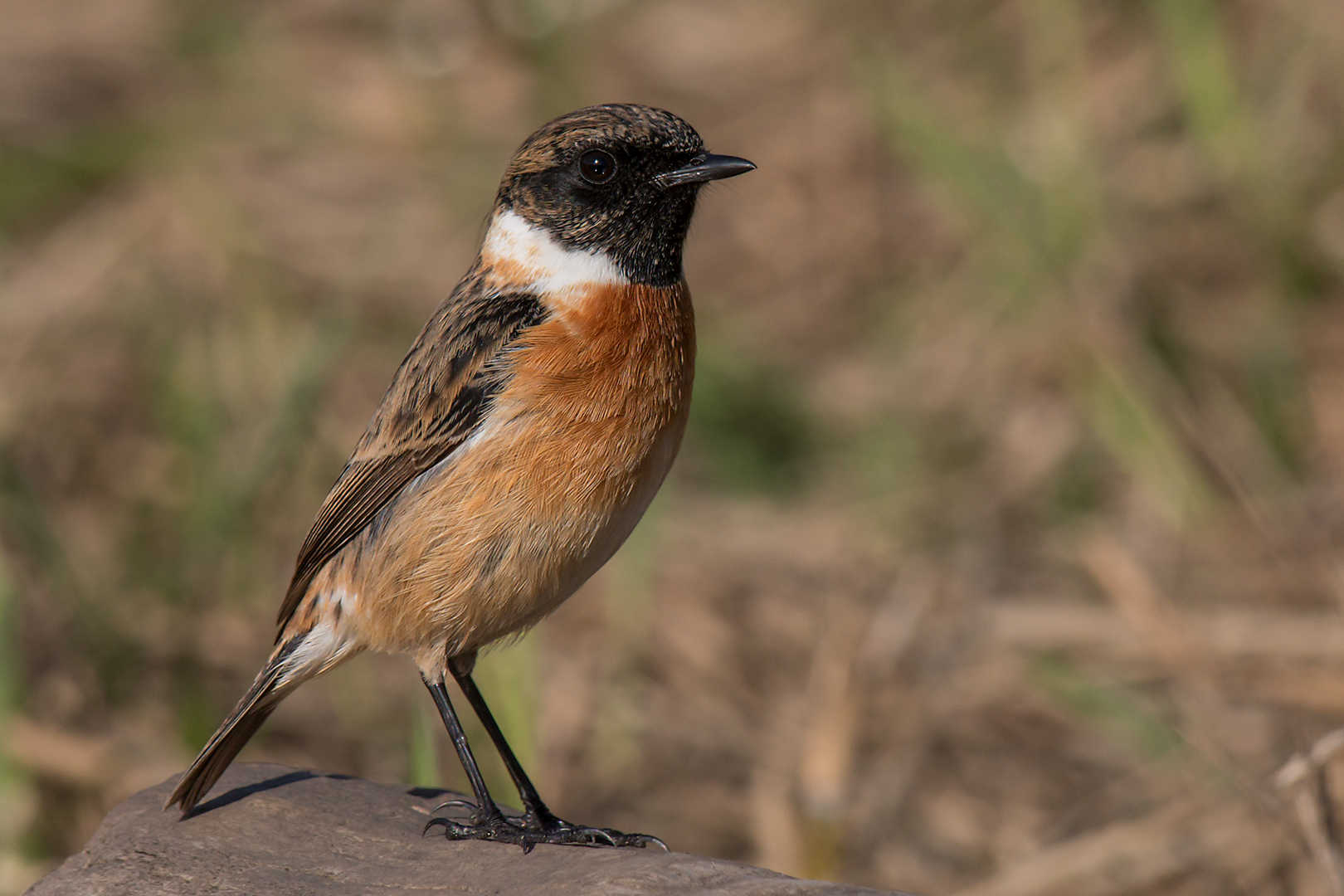 Saltimpalo (maschio)