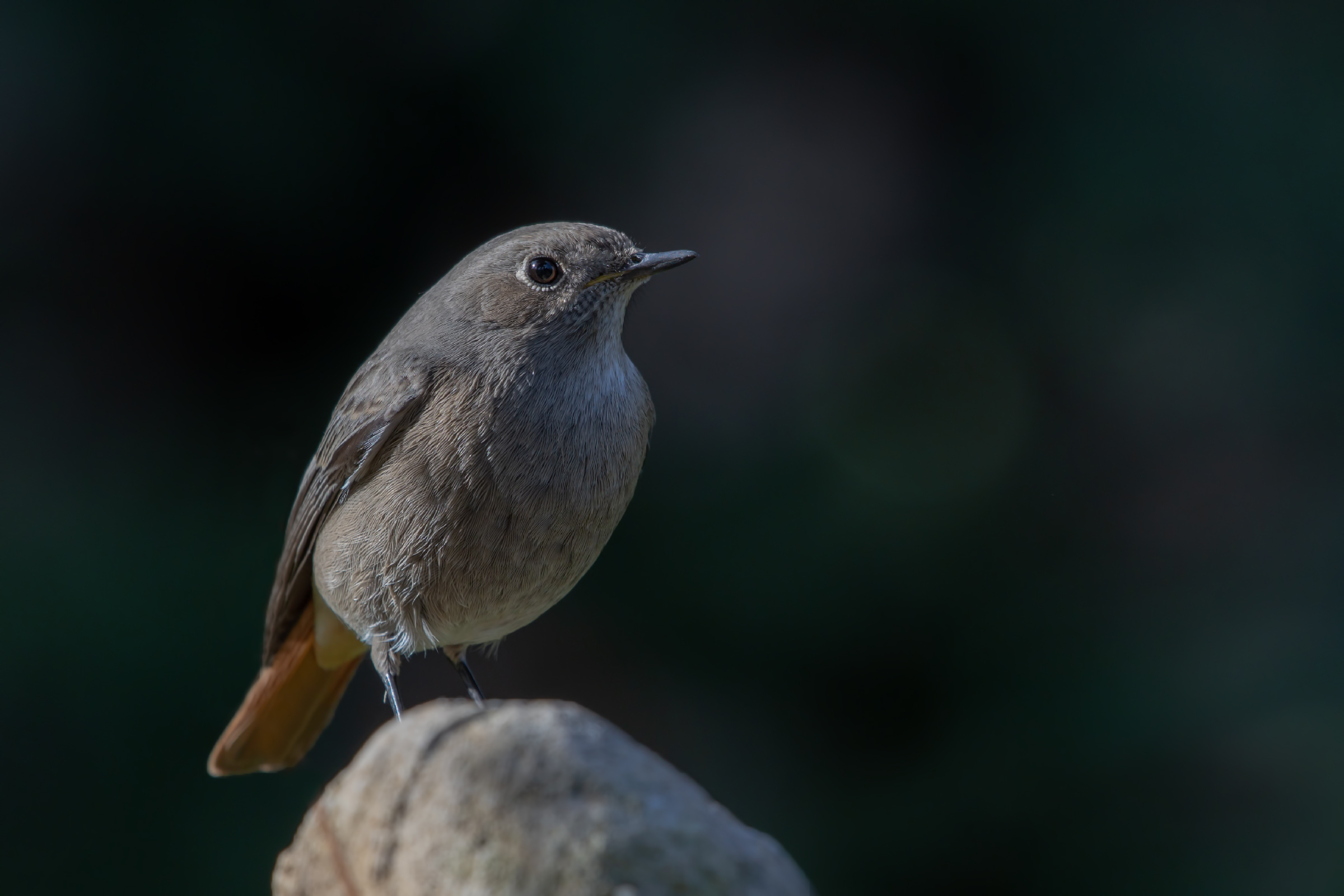 black redstart