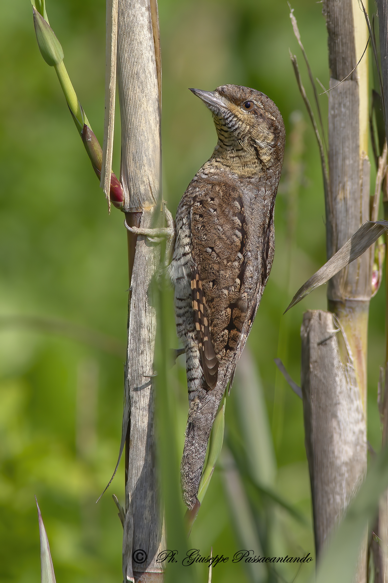 wryneck