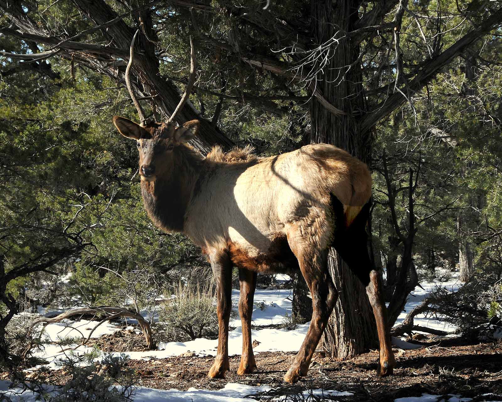 Cervo sull'altipiano del Grand Canyon