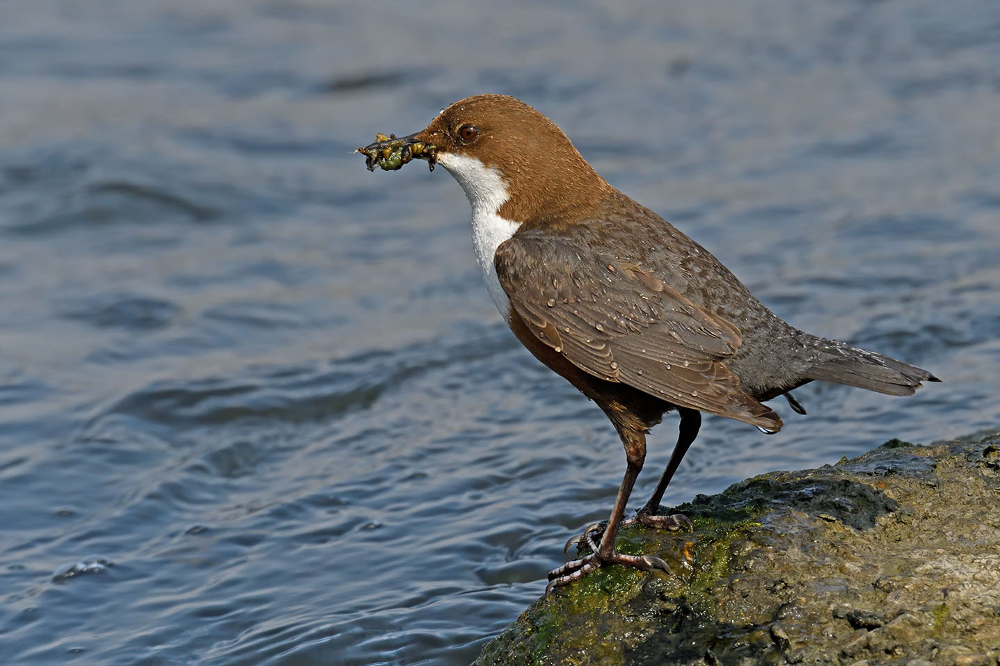 White-throated dipper