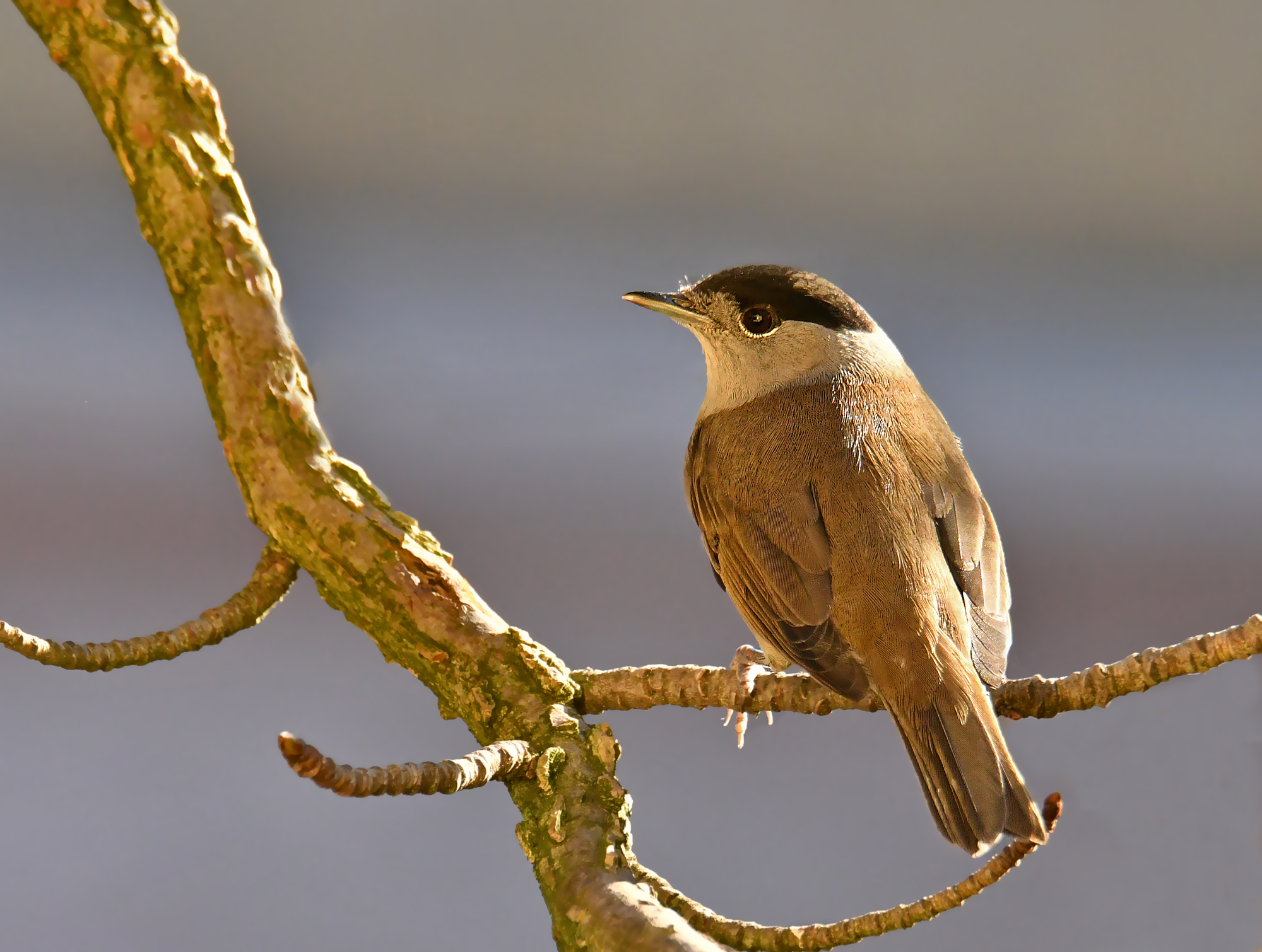 BLACKCAP