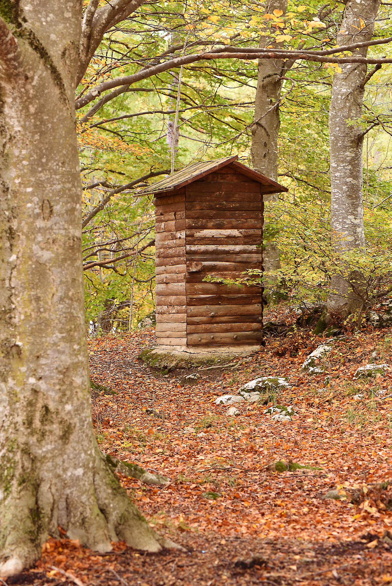 Privacy in the middle of the woods