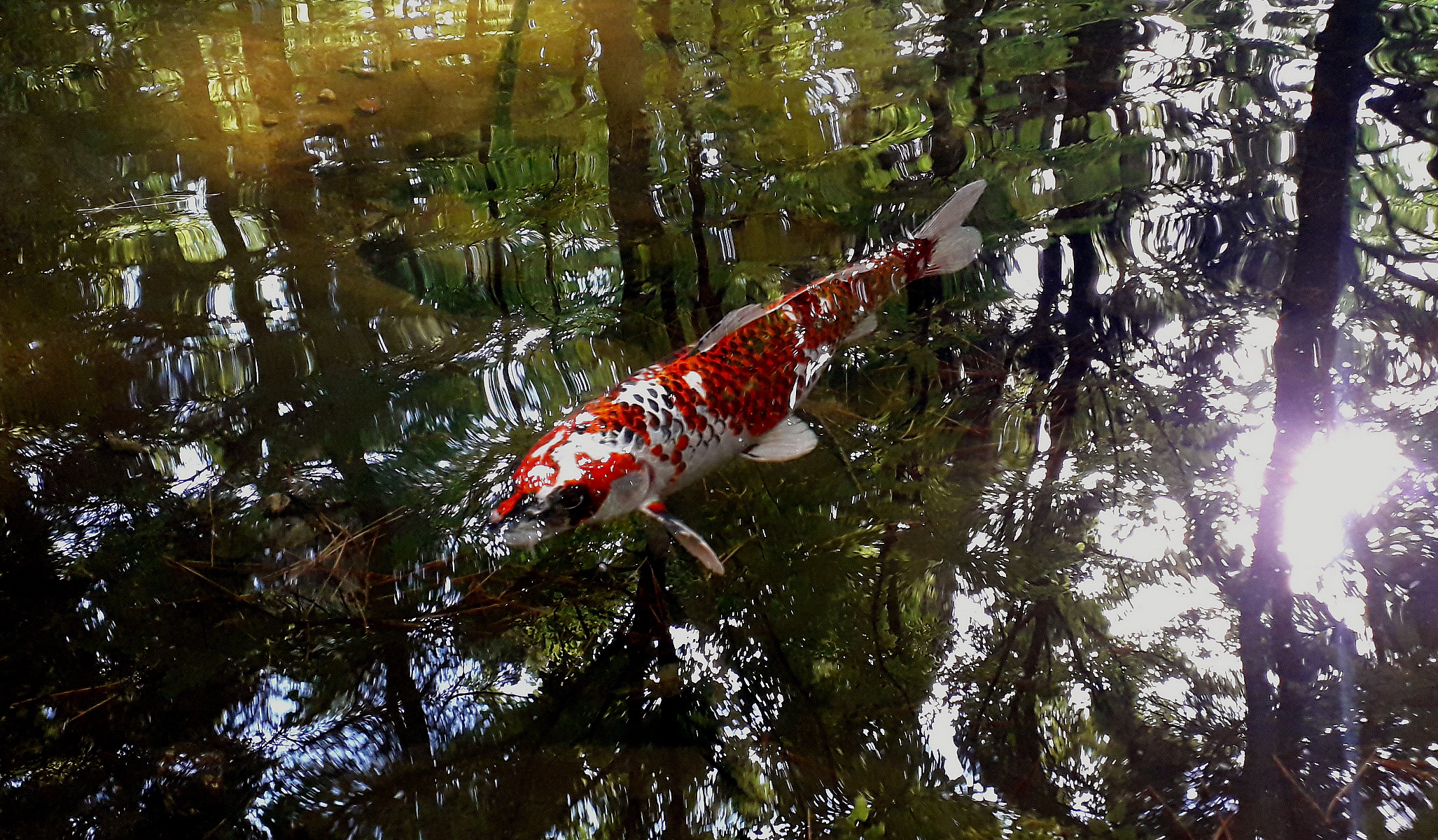 Presenza tra i riflessi