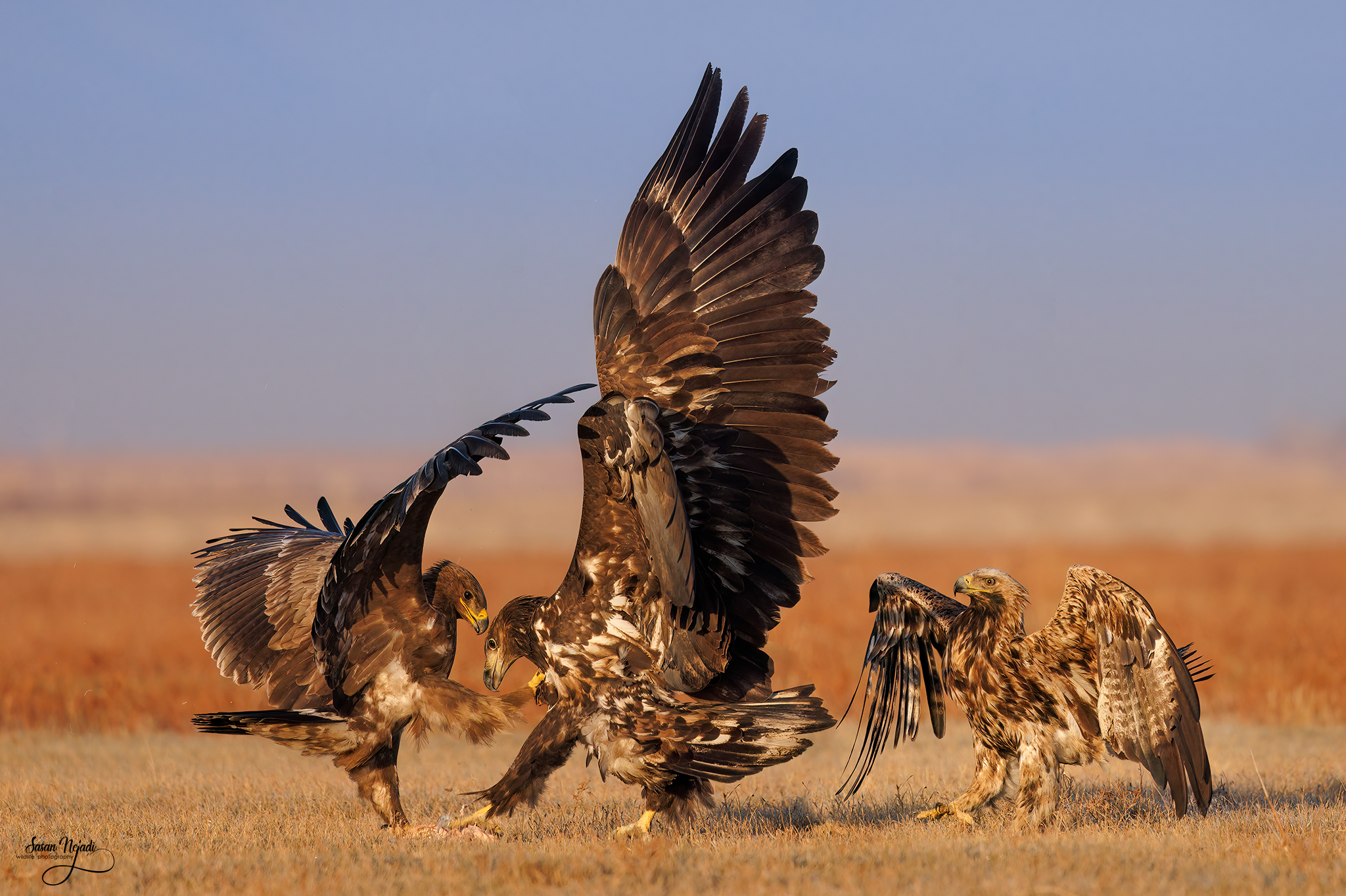 eagles