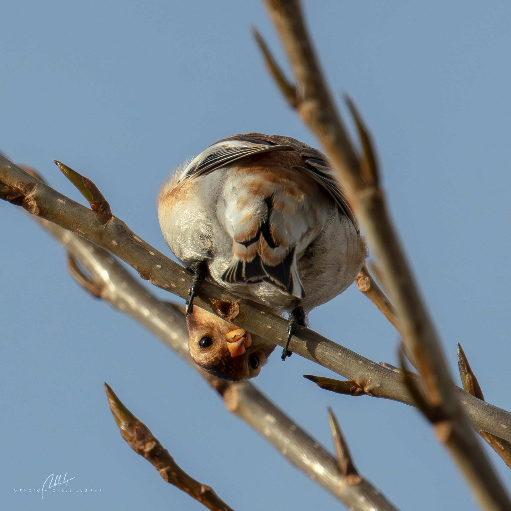 Plectrophenax nivalis (zigolo delle nevi)
