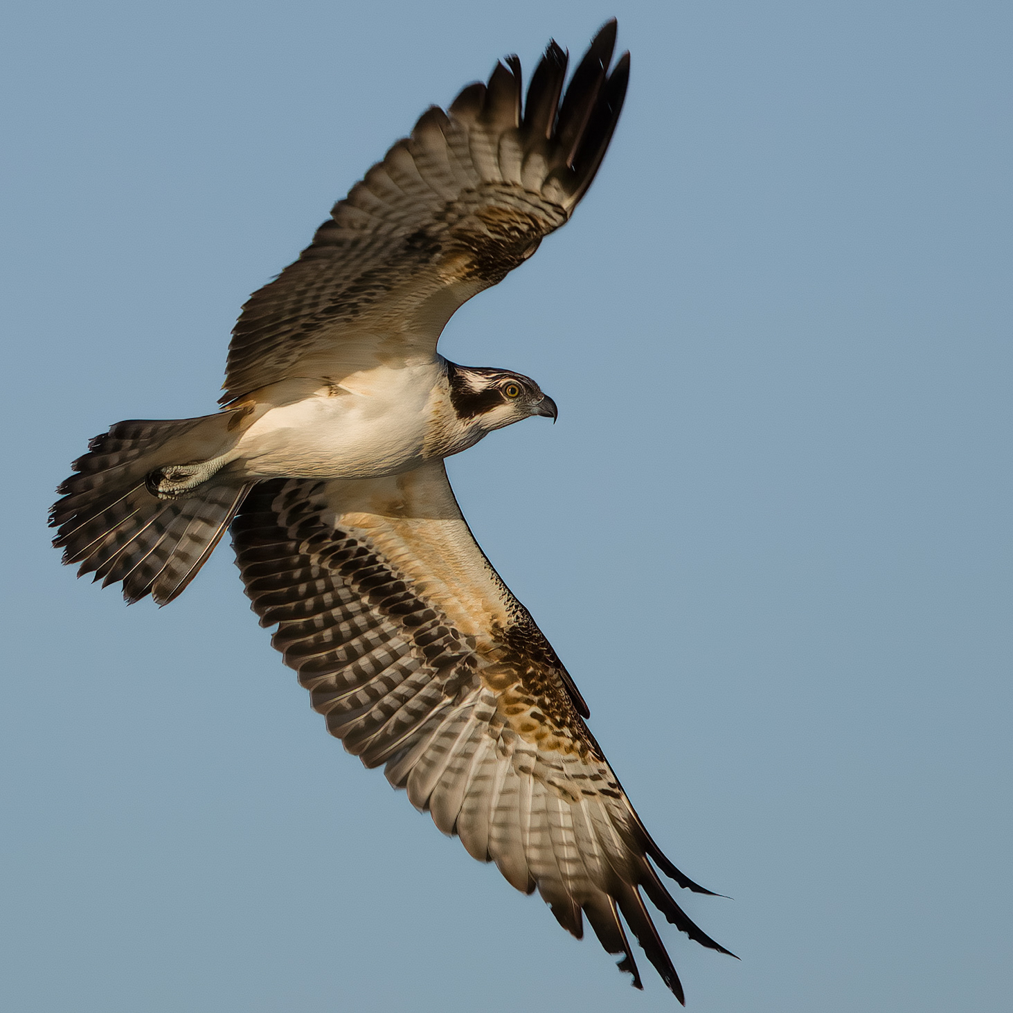 Osprey in flight