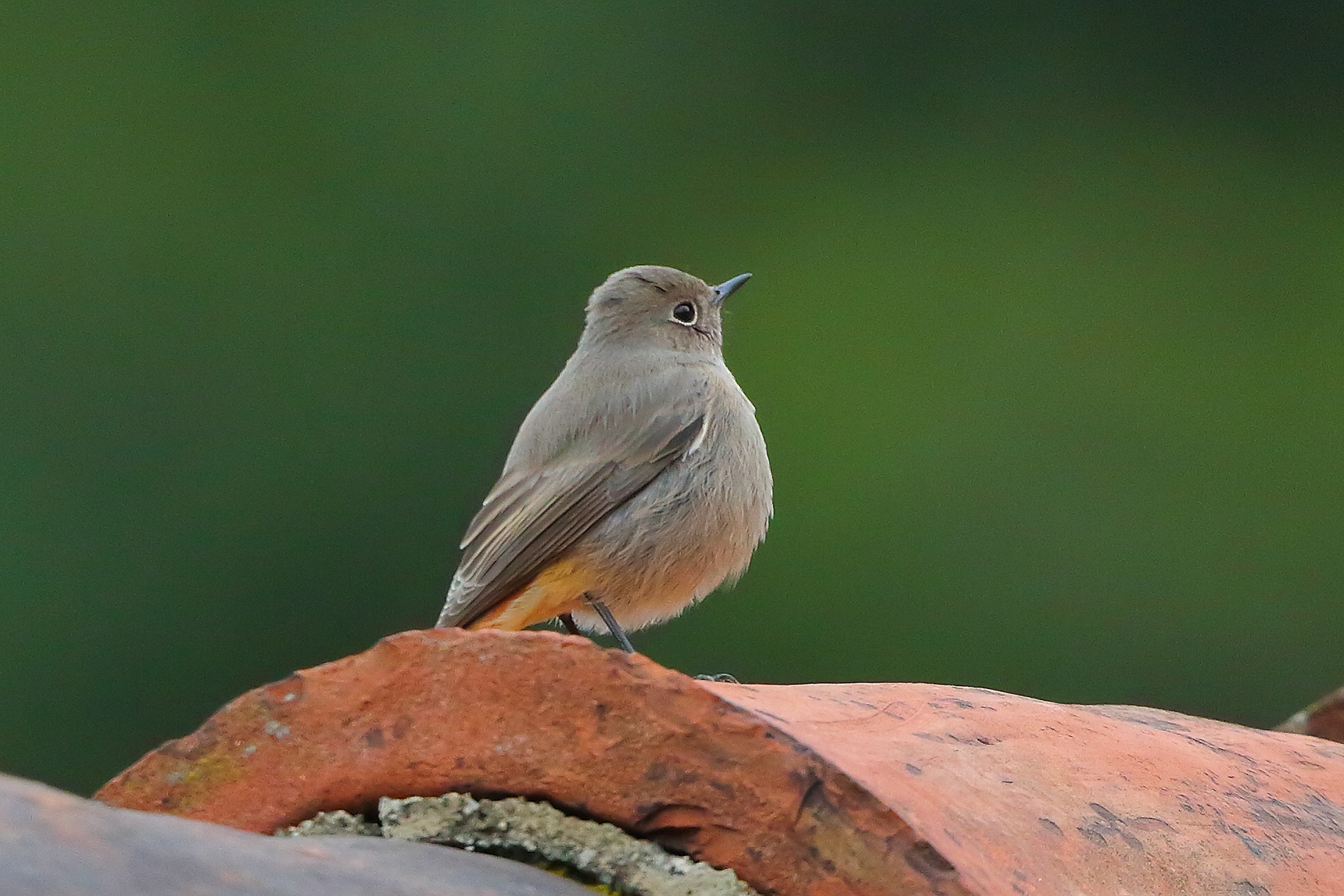 Redstart F 01-11-2023